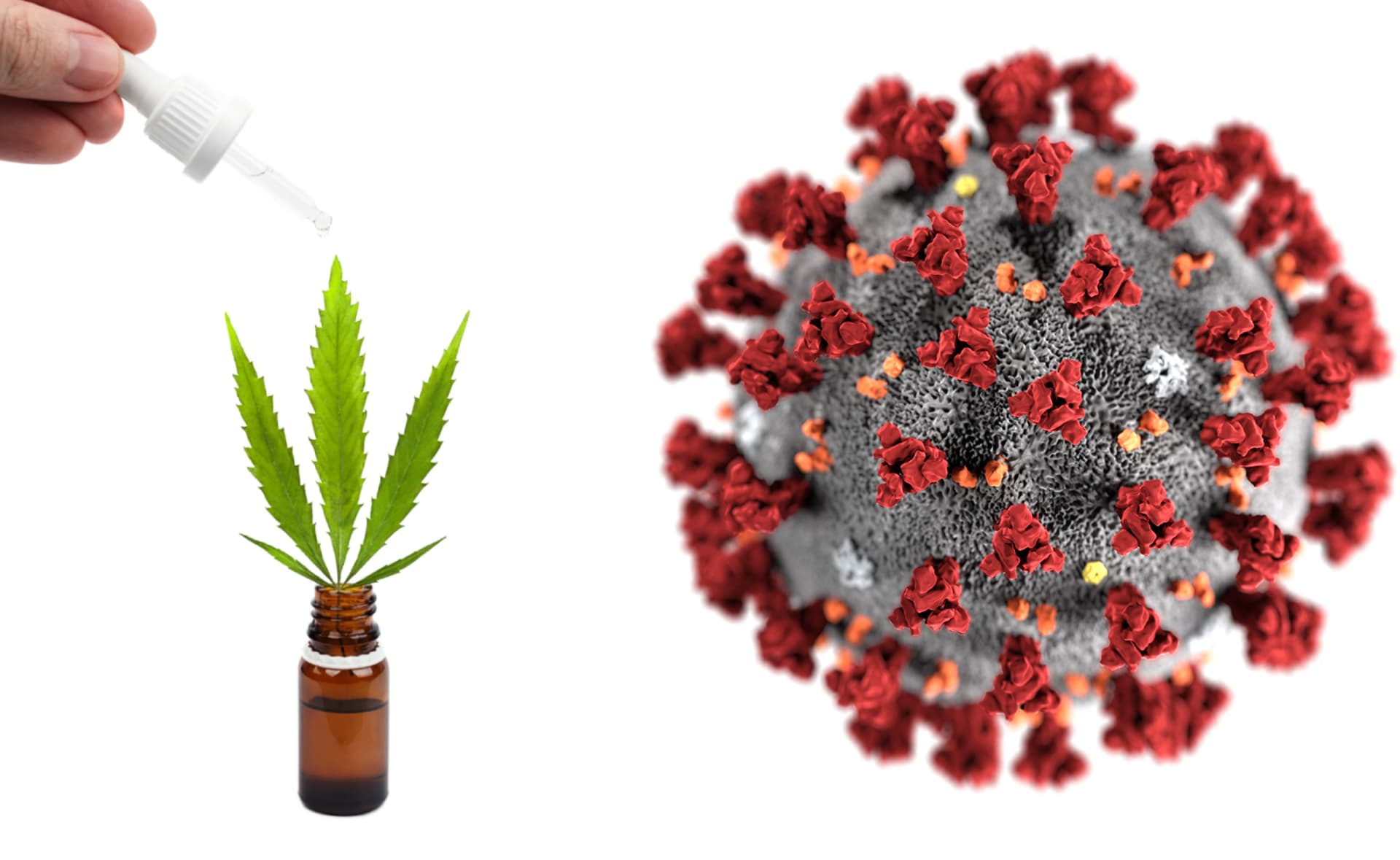 Can CBD ease coronavirus symptoms? Toronto cannabis firm hopes clinical trial will supply answers