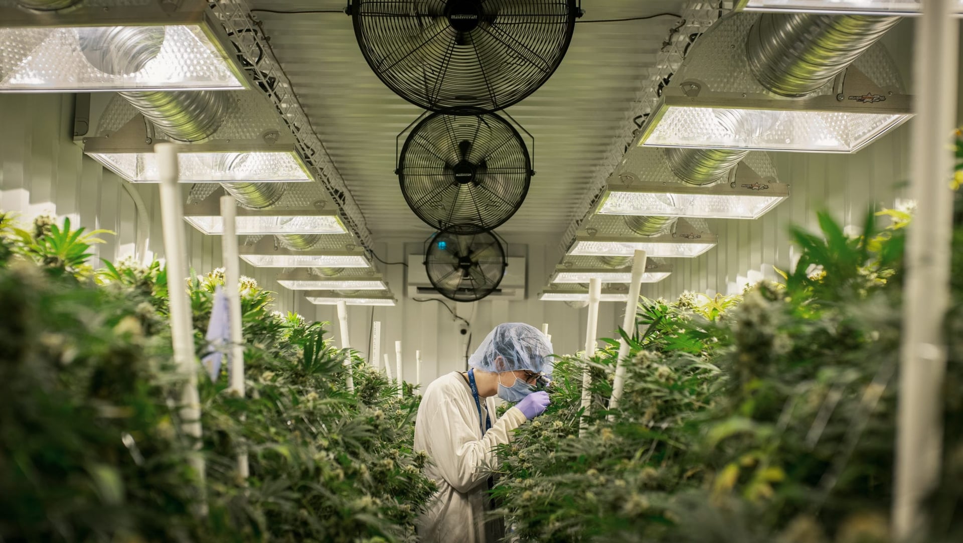 Delta 9 pranks Twitter with April Fools' outdoor winter weed