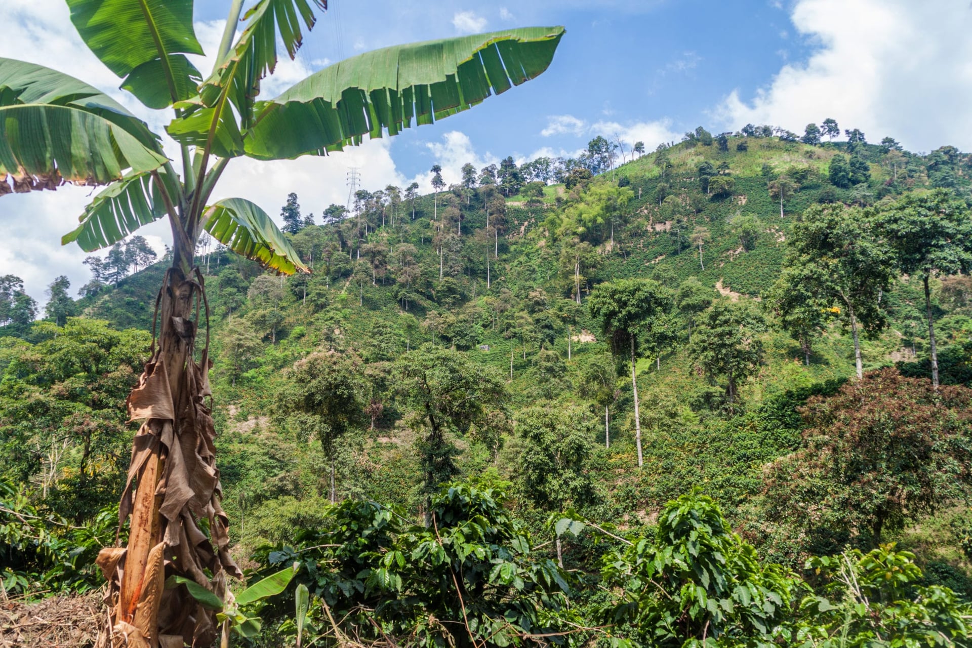 Colombia cannabis operator Ikänik Farms to go public in Q2