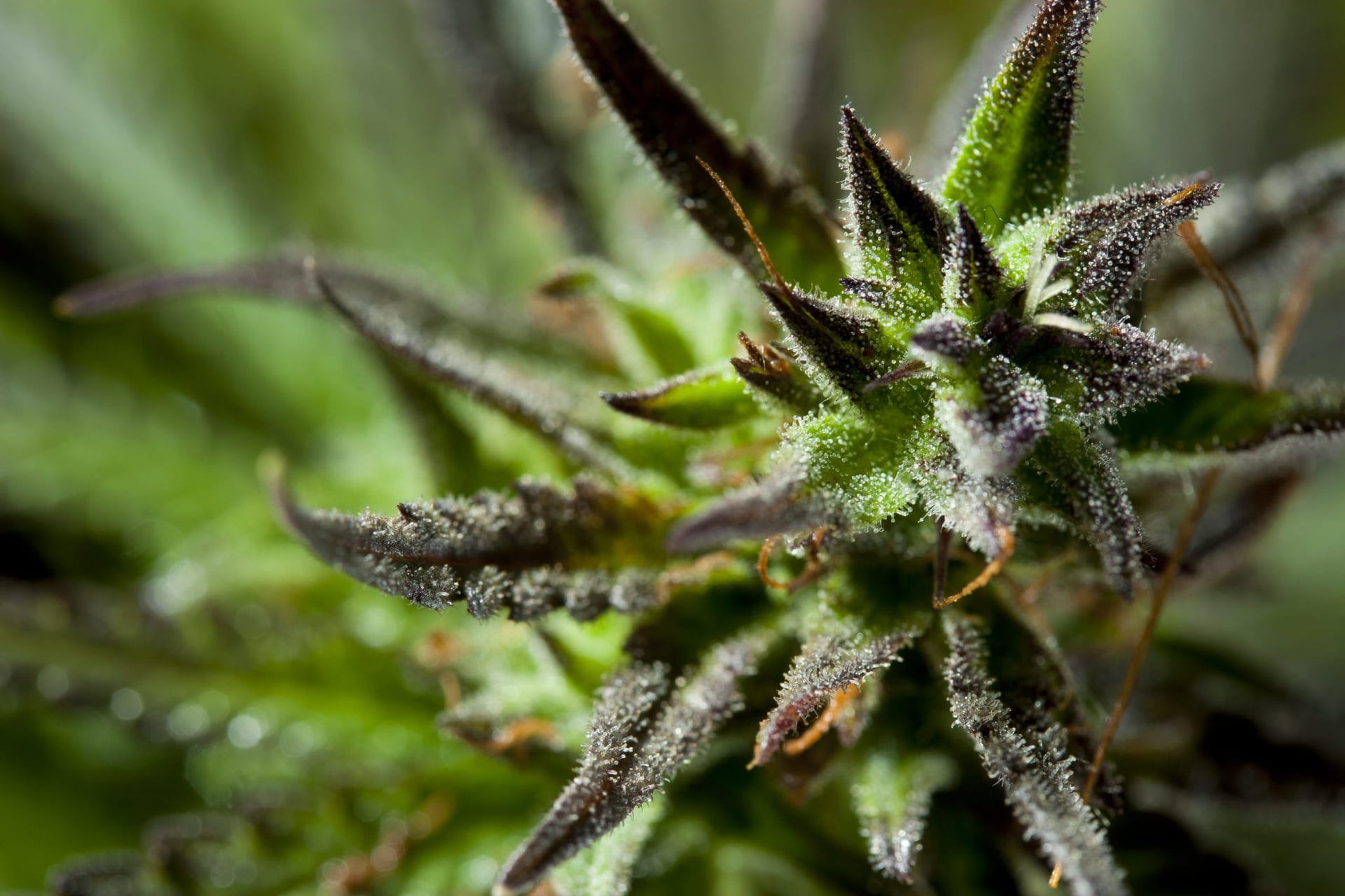 How craft could save legal cannabis Shelter Kyp Rowe collective
