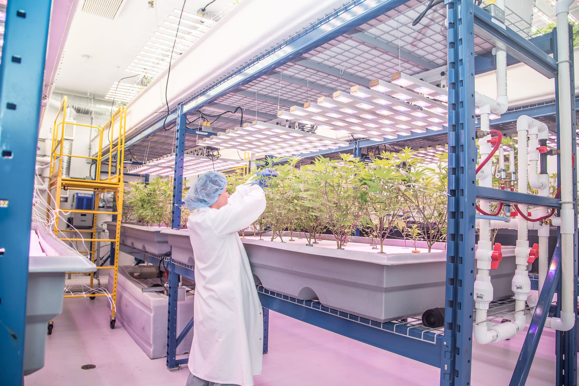 How craft could save legal cannabis Shelter Kyp Rowe collective