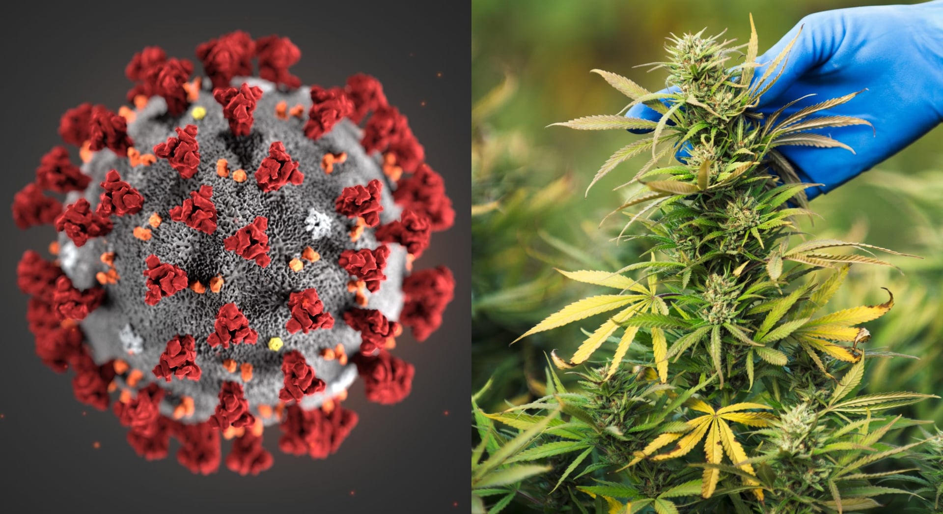 Cannabis industry to hold global virtual town hall over COVID-19 impact