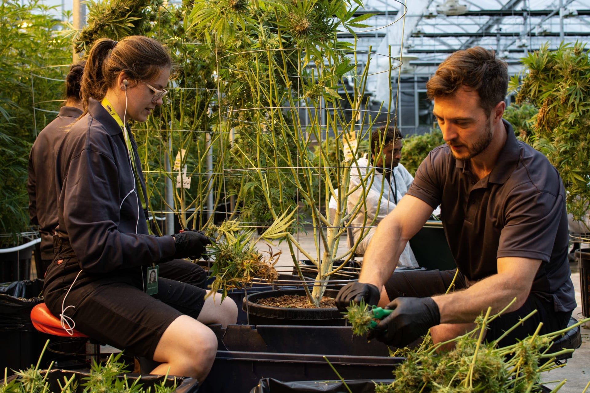 MPs, 74 industry reps call for Justin Trudeau to include cannabis in federal relief funds