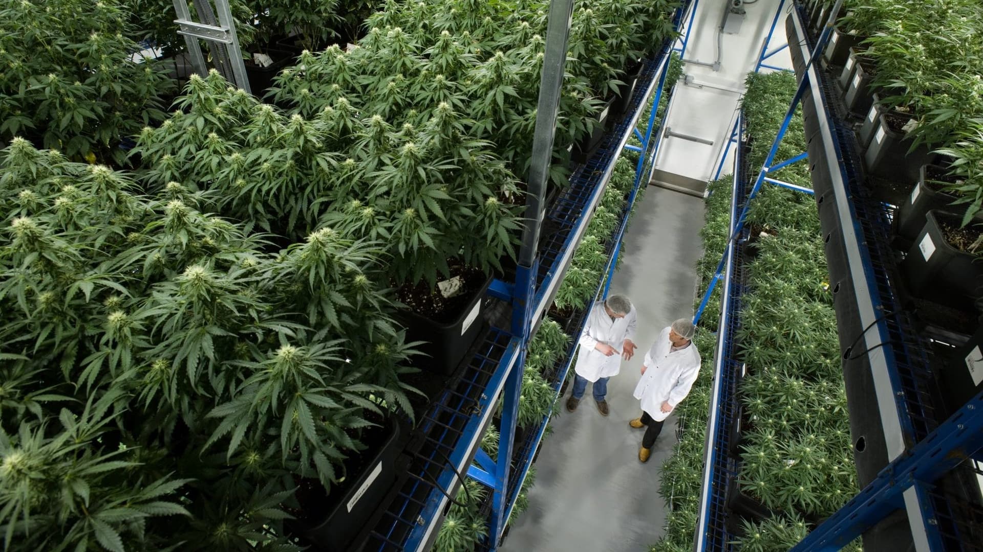 Canadian cannabis companies try to weather COVID-19 storm
