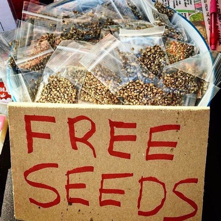 World's longest-running 420 protest cancelled amidst COVID-19 fears