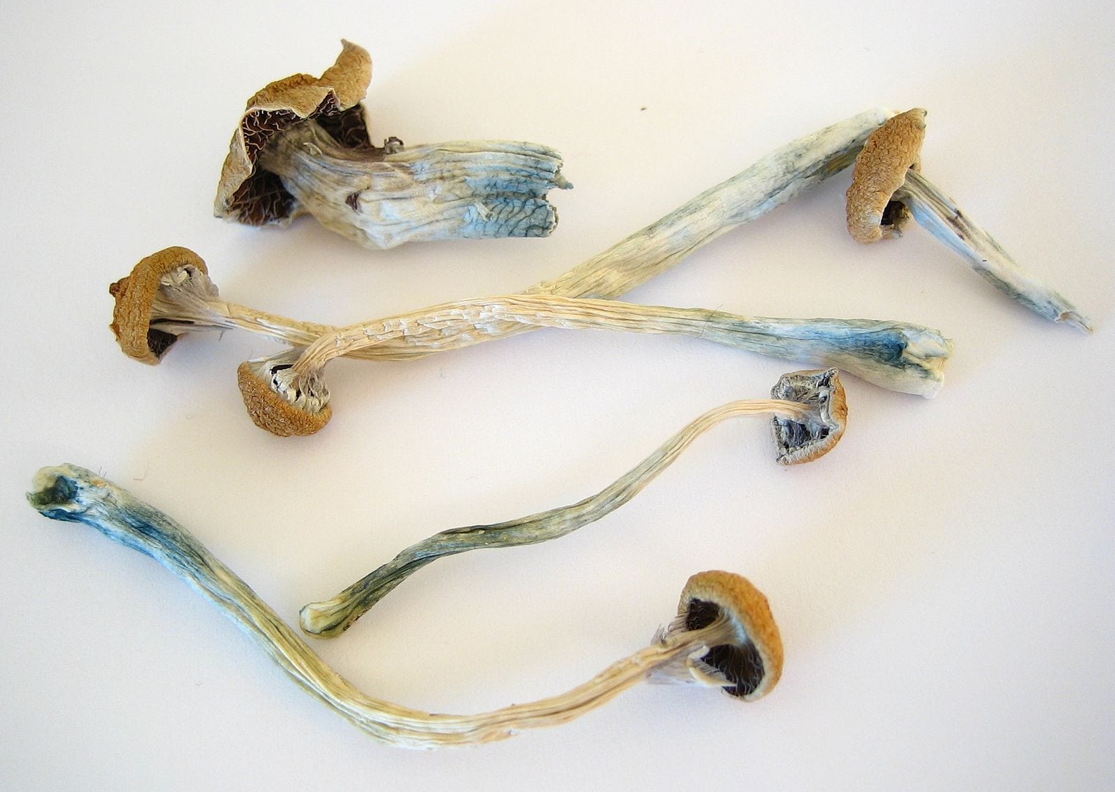 Pot firm HYTN receives license to produce and sell psilocybin