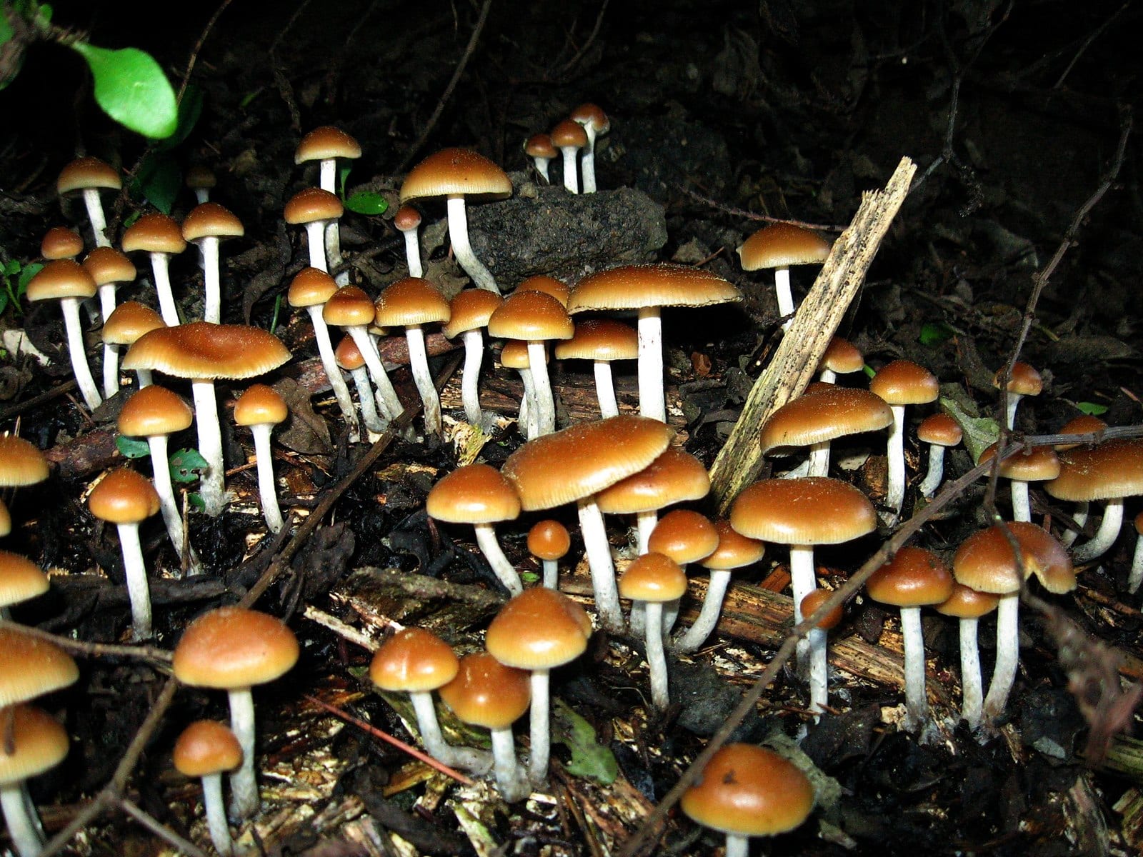 Psychedelics can be used to heal trauma, PTSD and addiction