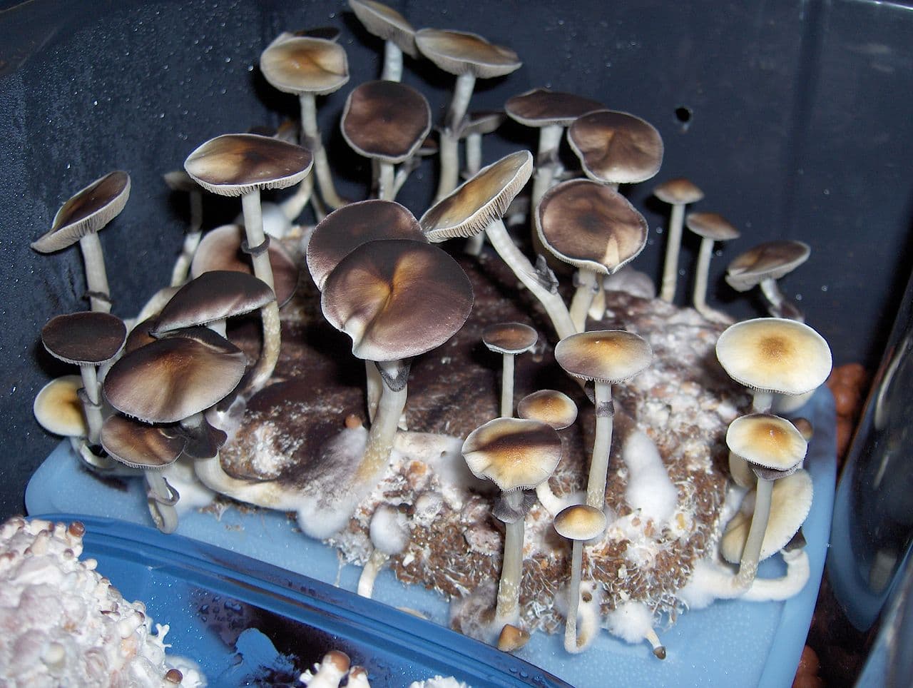 Psilocybe_cubensis-indoor