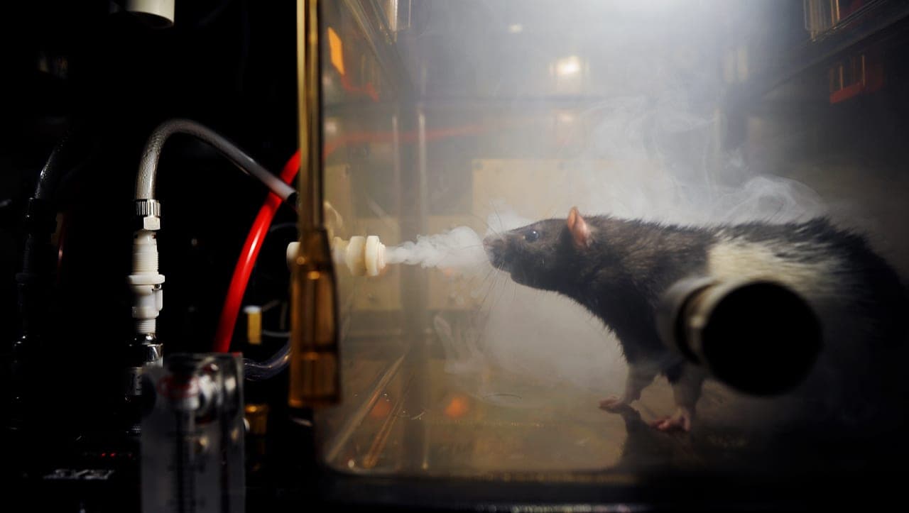 Stoner rat study first to closely mimic THC affinity in humans - WSU