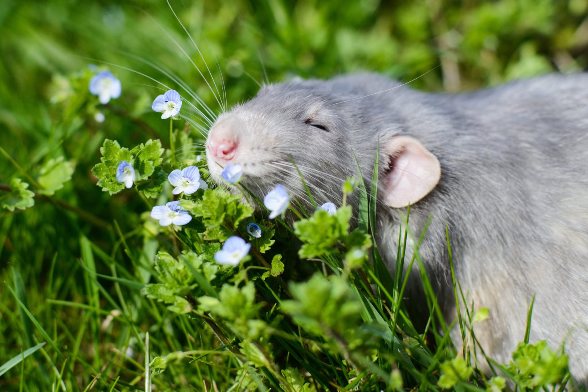 grey rat high off life in a field