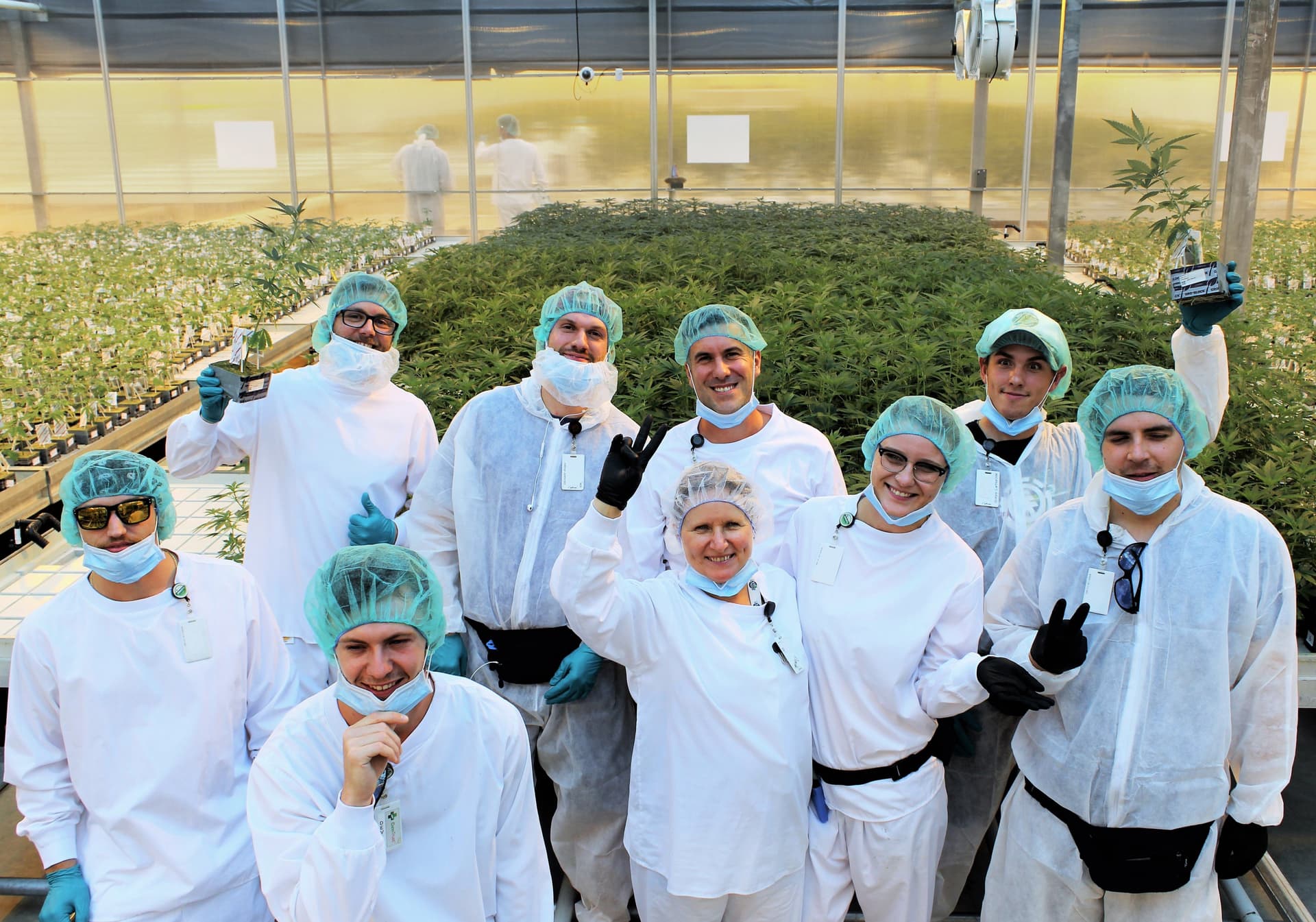 As cannabis bankruptcies accelerate during pandemic, lawyer says survivors will thrive long term