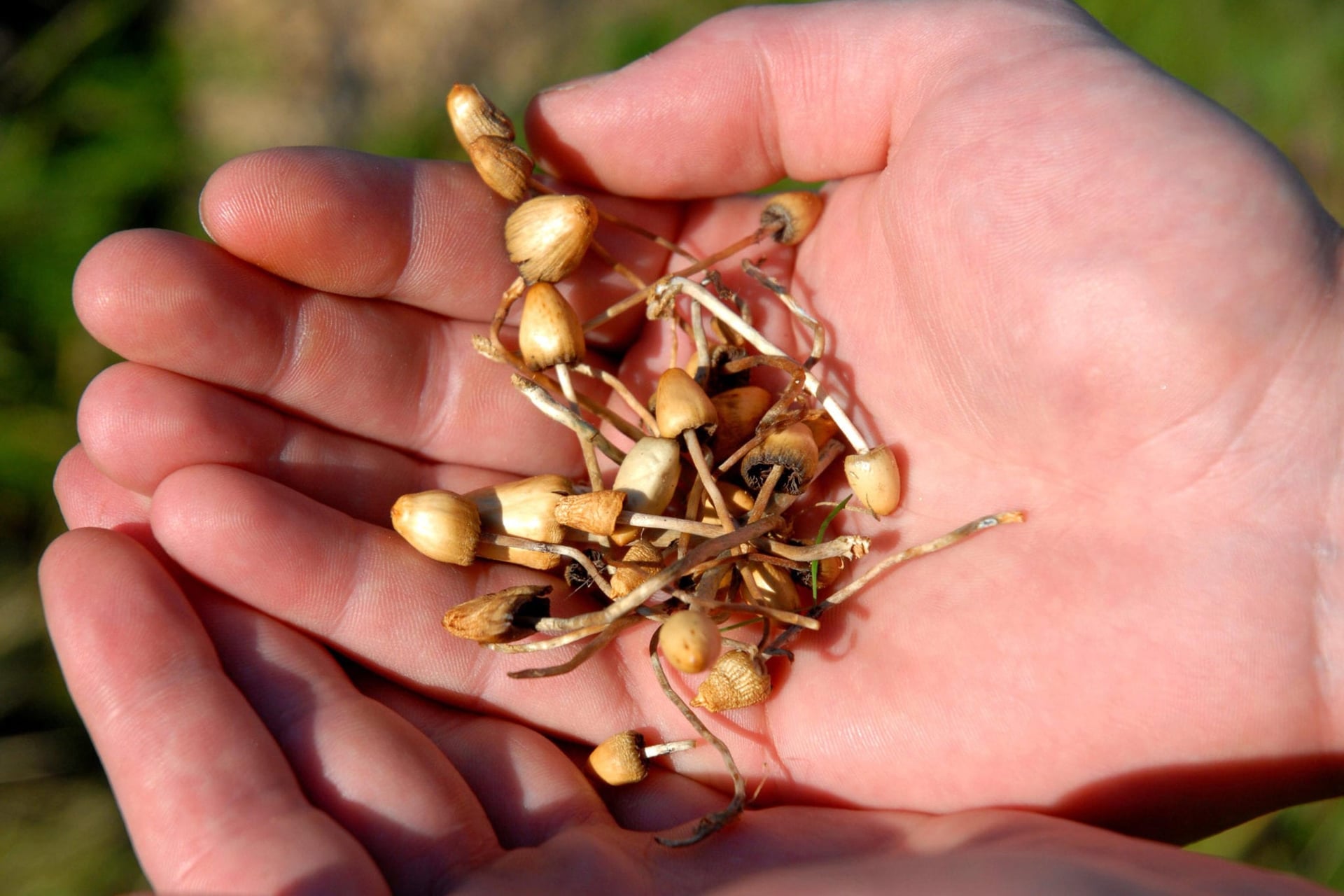 Champignon Brands grows research cap with AltMed acquisition