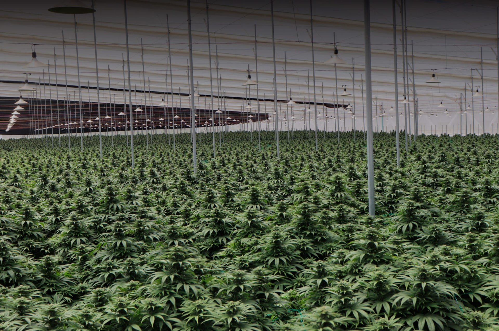 Clever Leaves sends first cannabis shipment to Portugal