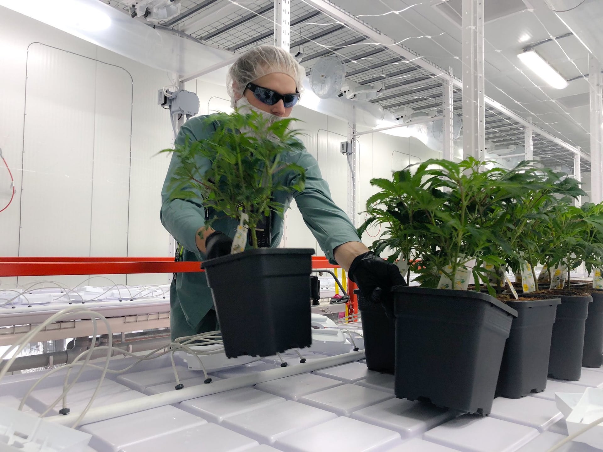 Organigram's tainted weed not linked to illness: NS court