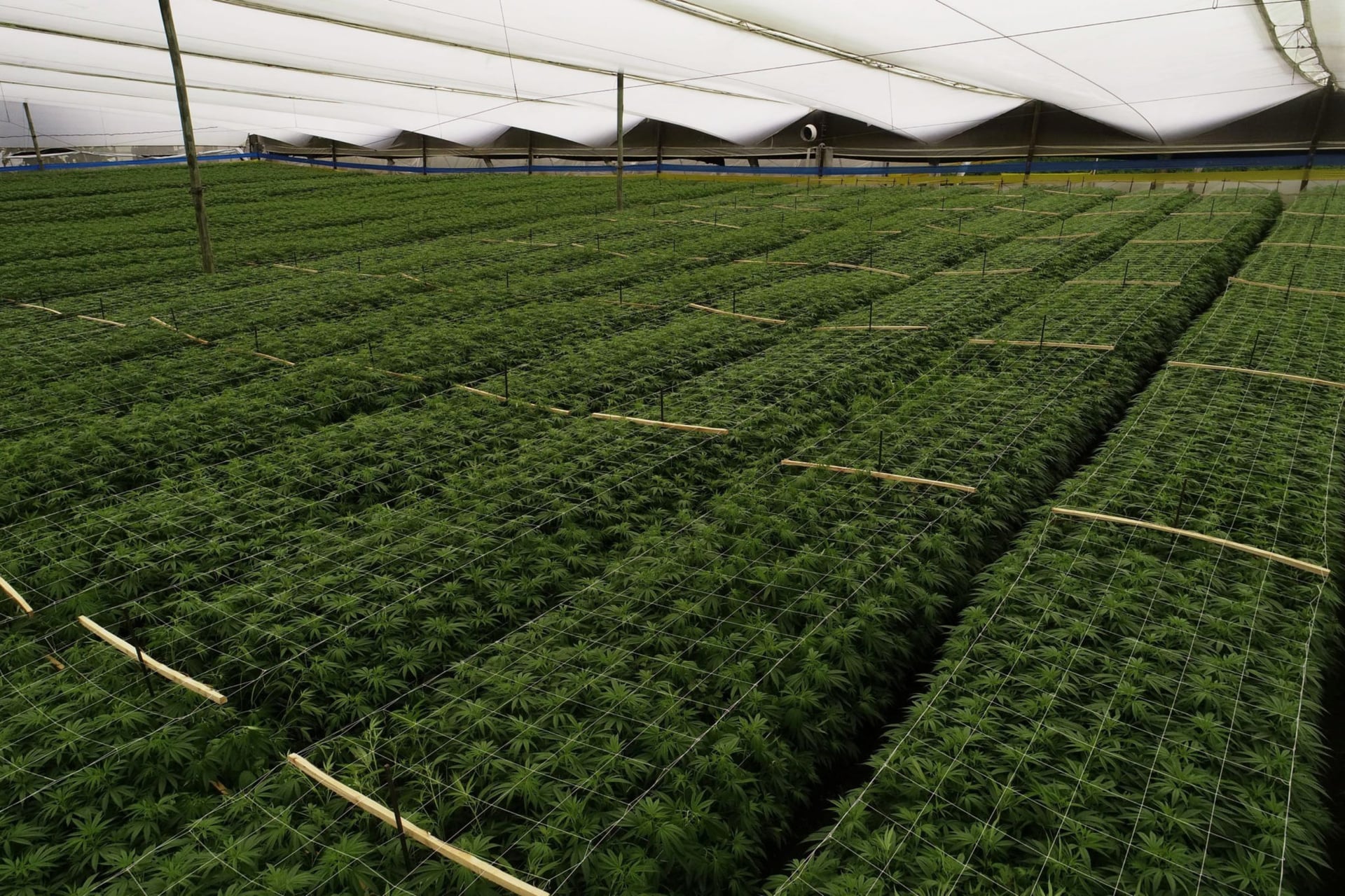 PharmaCielo ships its first pot flower shipment to the Czech Republic