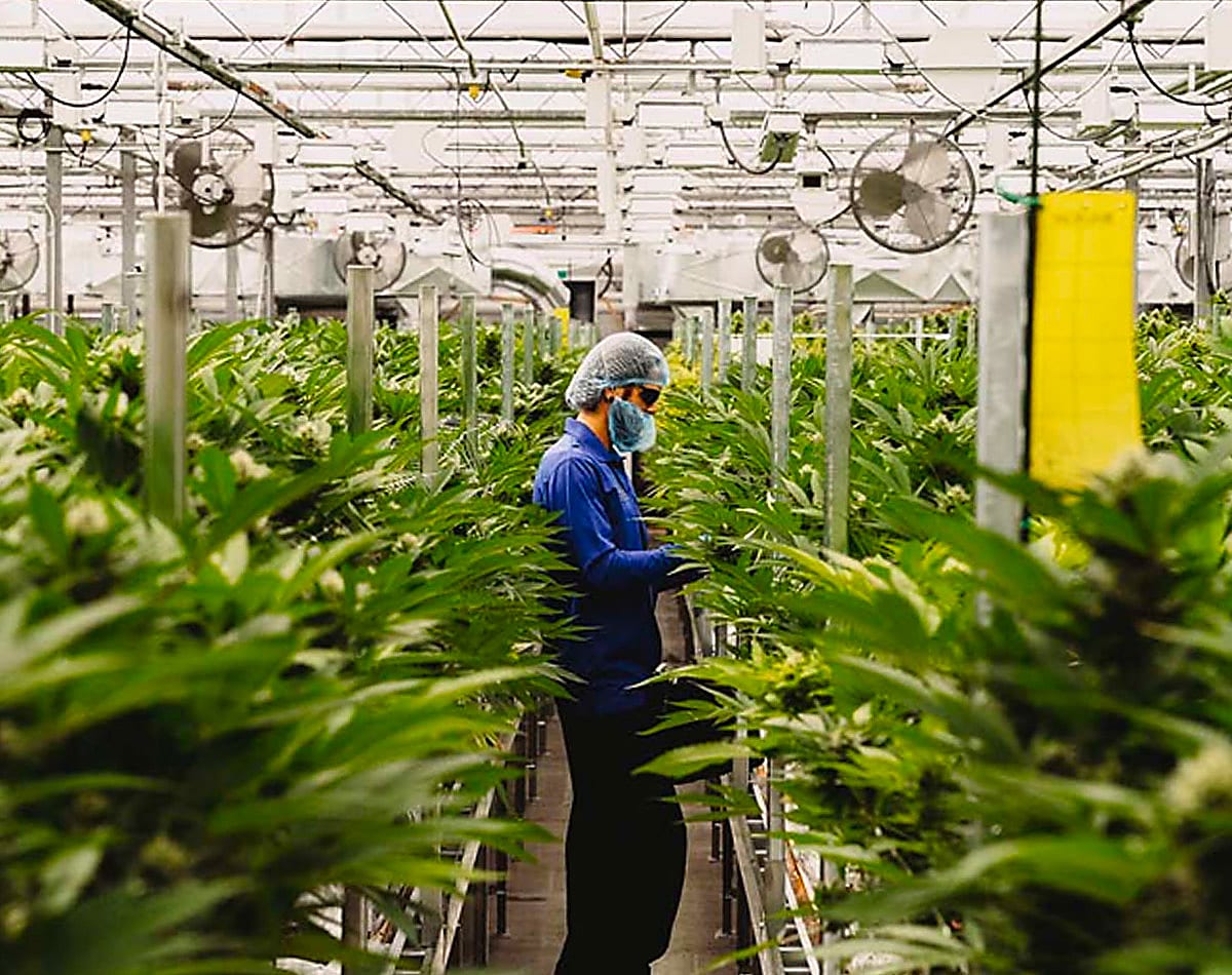 Supreme Cannabis delays product rollout amid COVID-19 pandemic