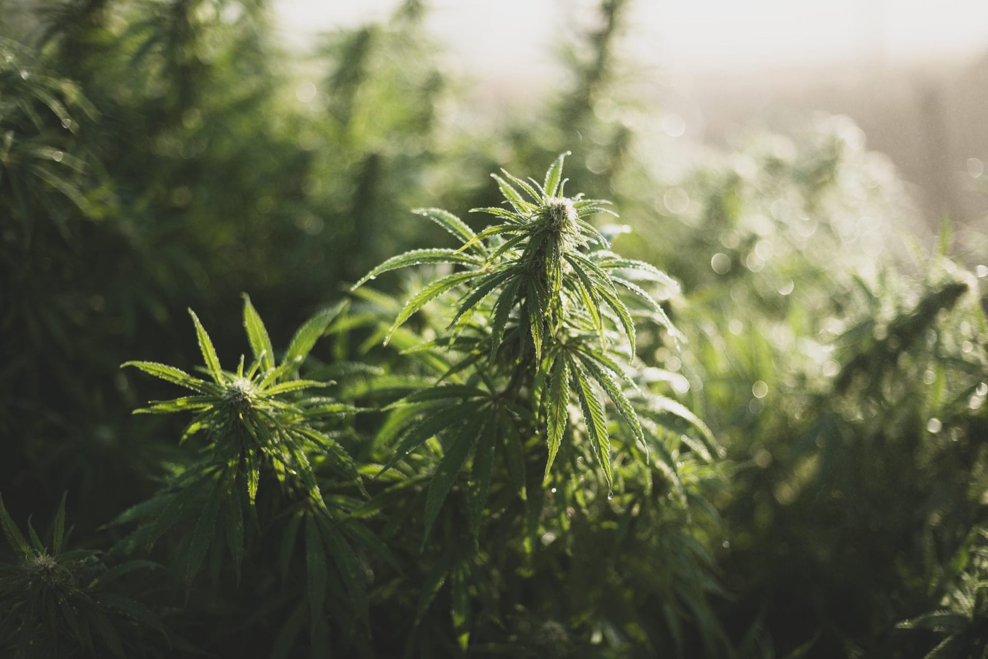 Allied Corp applies for US patent for cannabis-based PTSD therapy