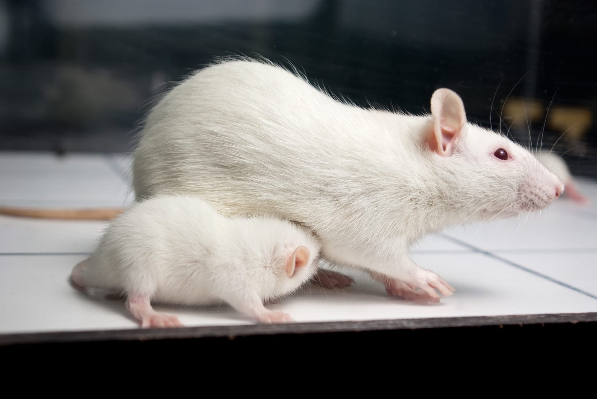 Giving pregnant rats THC predisposes their female babies to metabolic syndrome: study