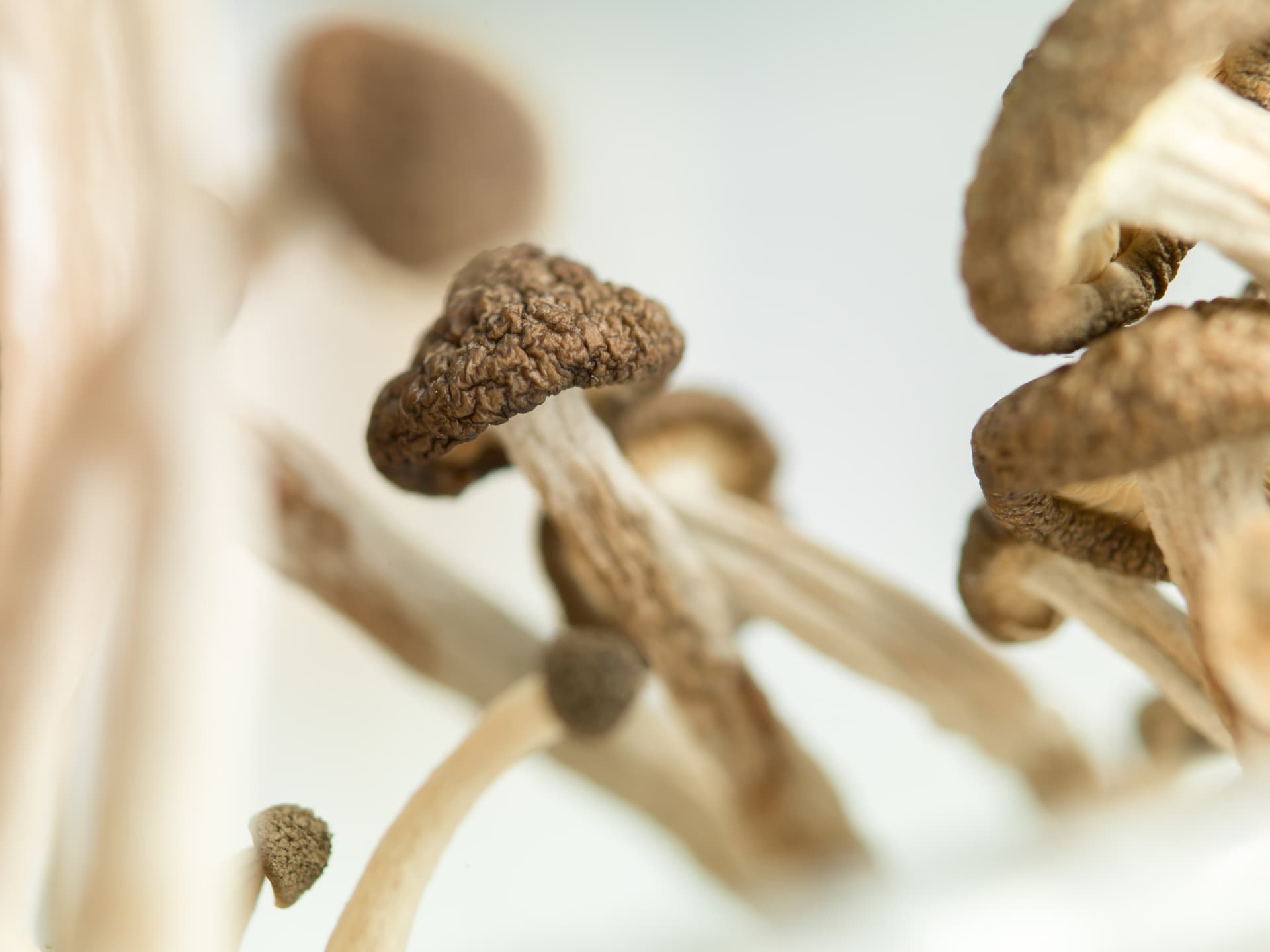 Psychedelics are experiencing a renaissance, but don't expect them to be legalized anytime soon