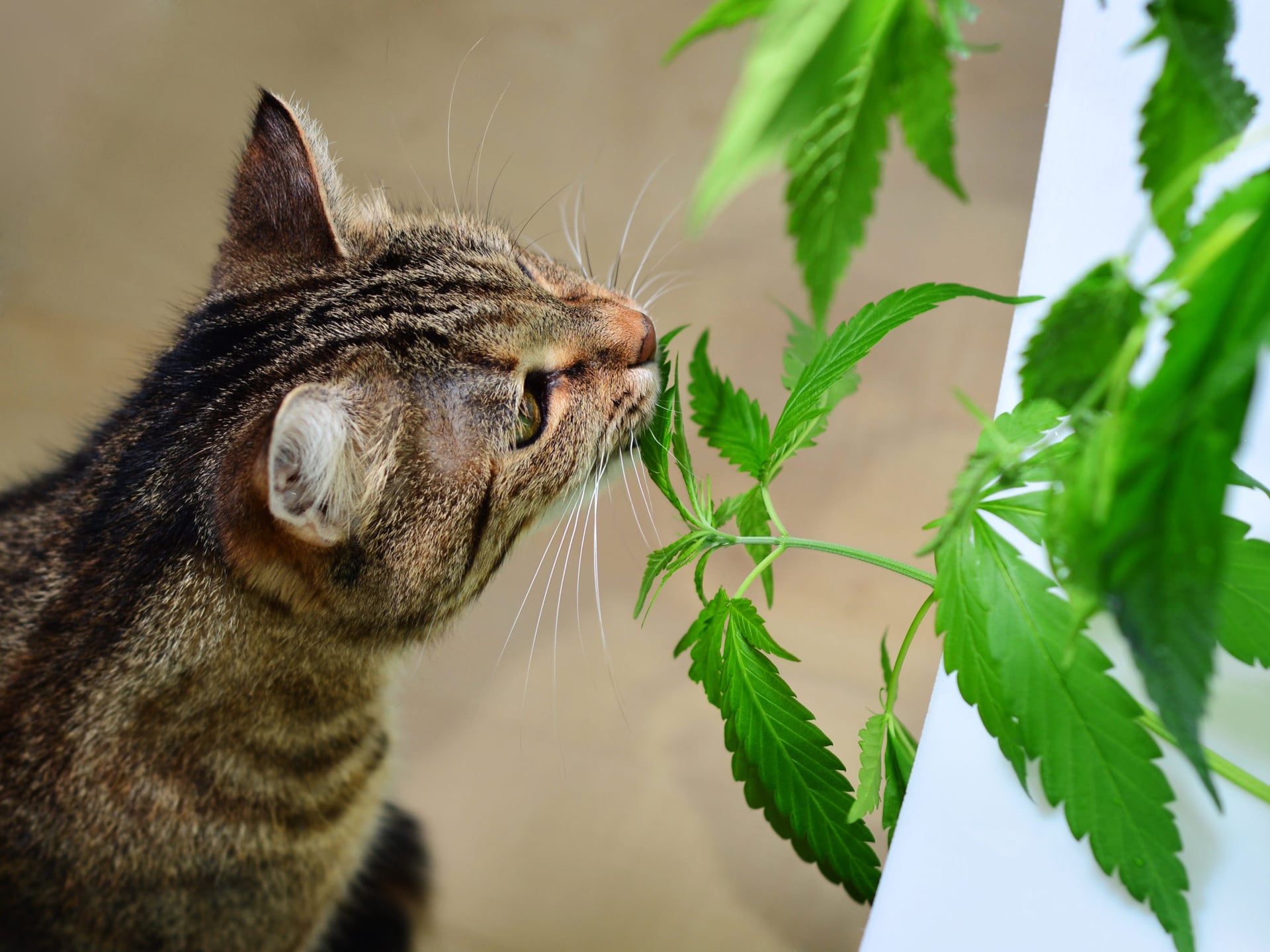 Tetra Bio-Pharma to re-open cannabis pet study after COVID-19 halted trial