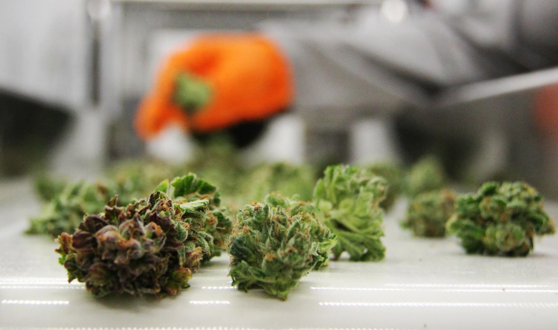 cannabis canada