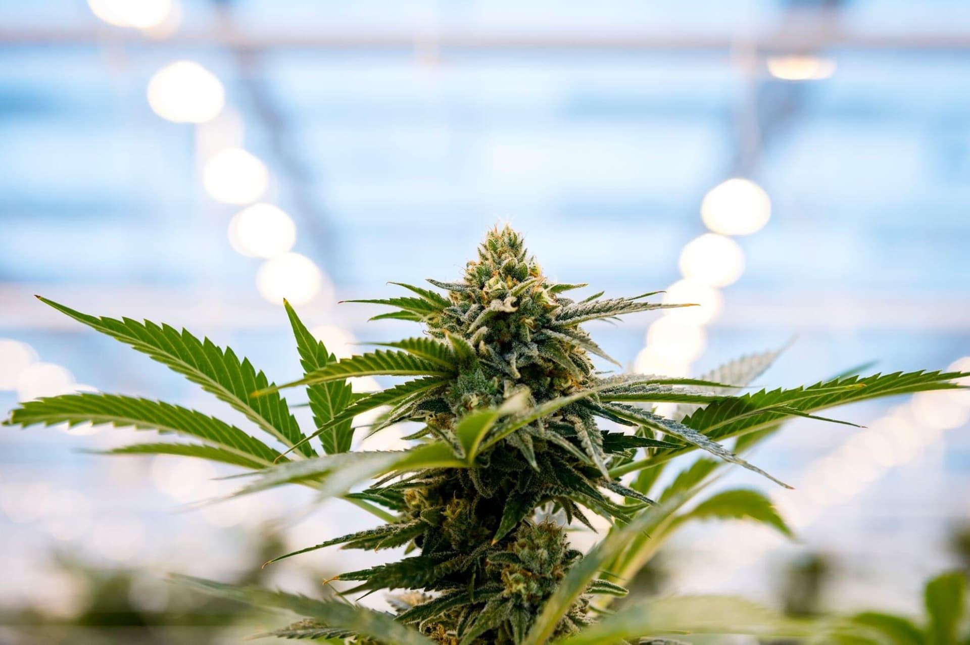 Hexo says profits depend on more pot shops in Ontario, Quebec