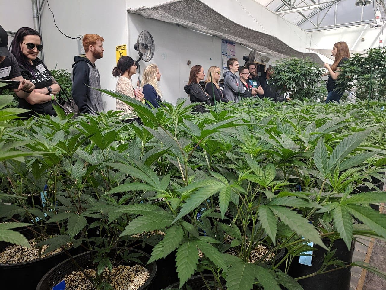 marketing restrictions - cannabis tour in Colorado