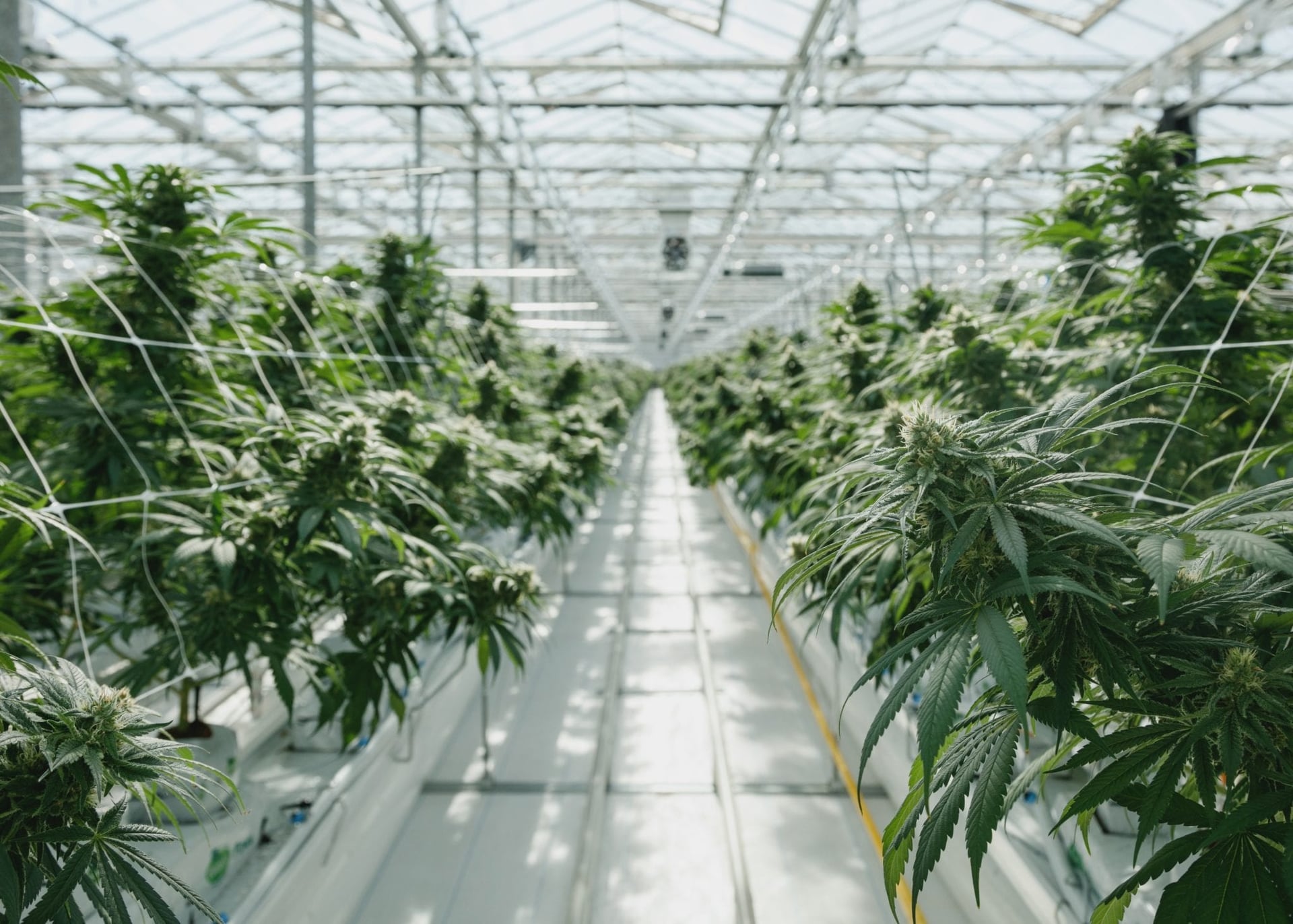Pure Sunfarms starts shipping to Saskatchewan, Manitoba