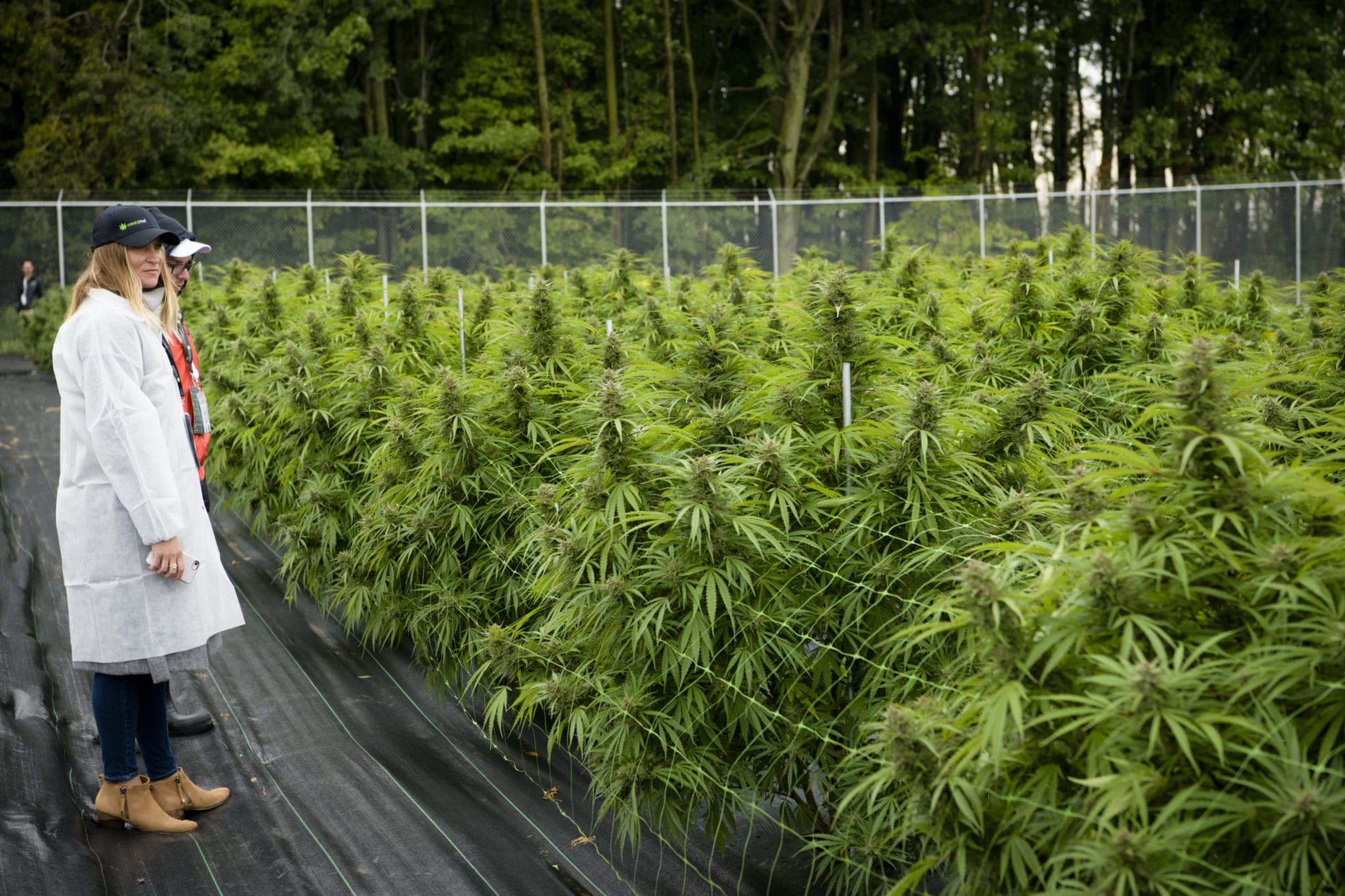 WeedMD remains bullish after reporting just $2.8M in Q4 sales