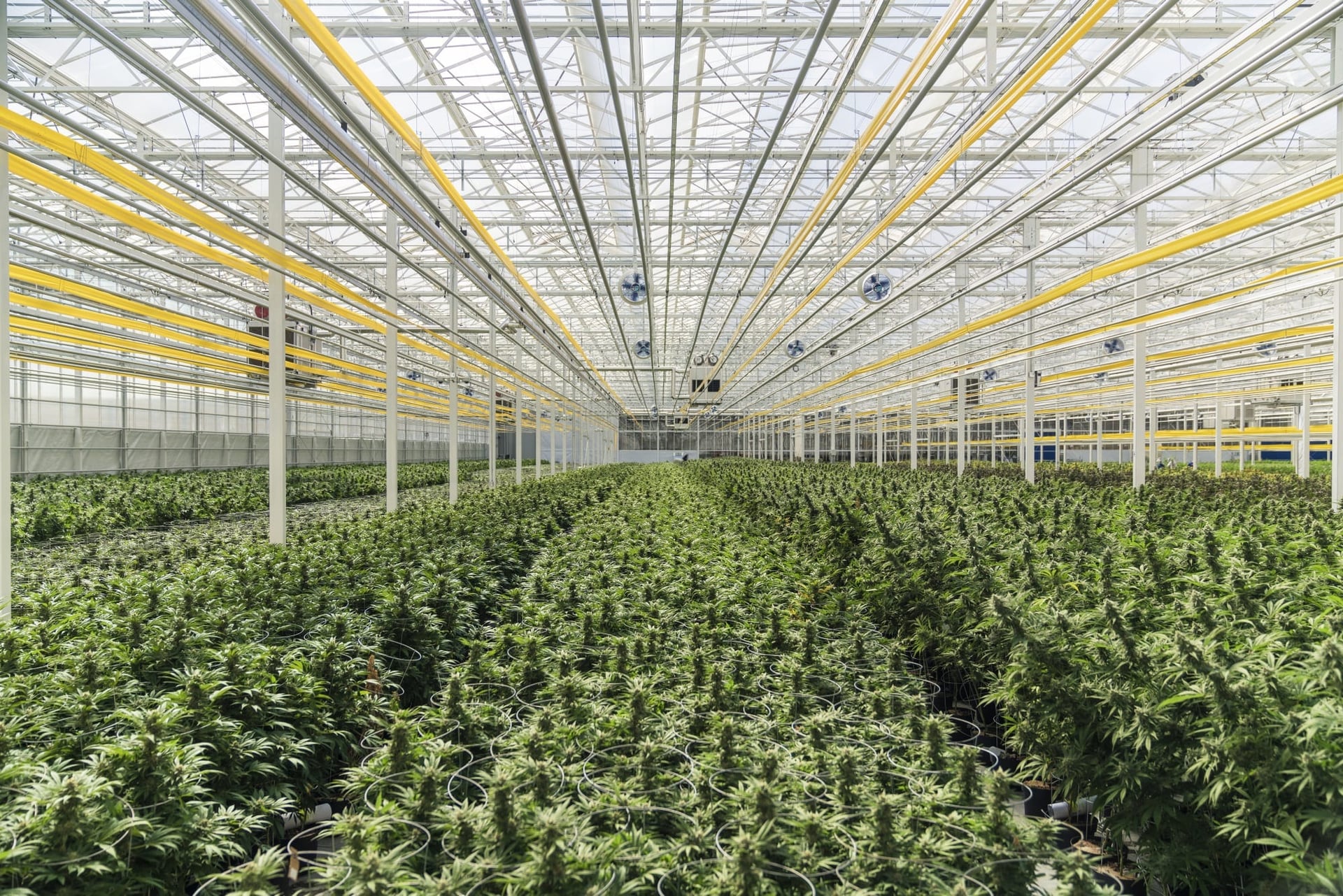 Aphria shares tumble on $99M fourth-quarter loss