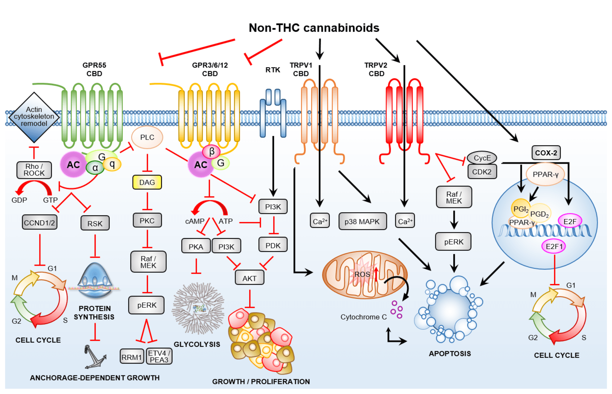 CBD gains increasing attention for cancer treatment - Can Hemp Help? graphic