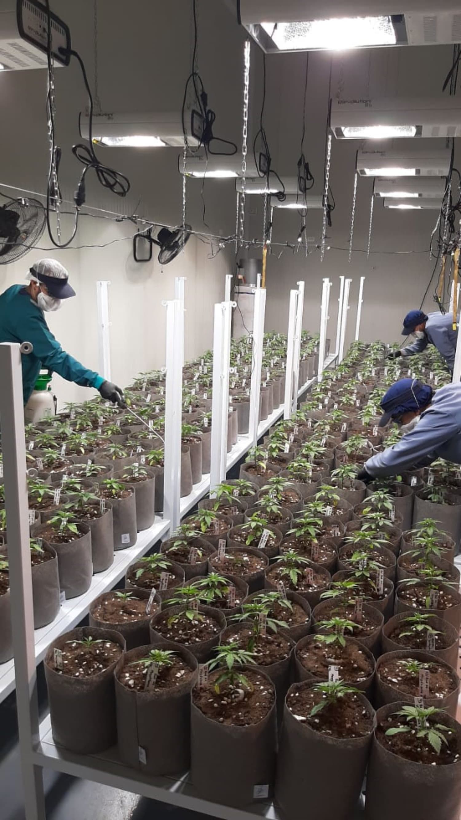 Ikänik Farms makes first pharma-grade cannabis oil sale in Colombia