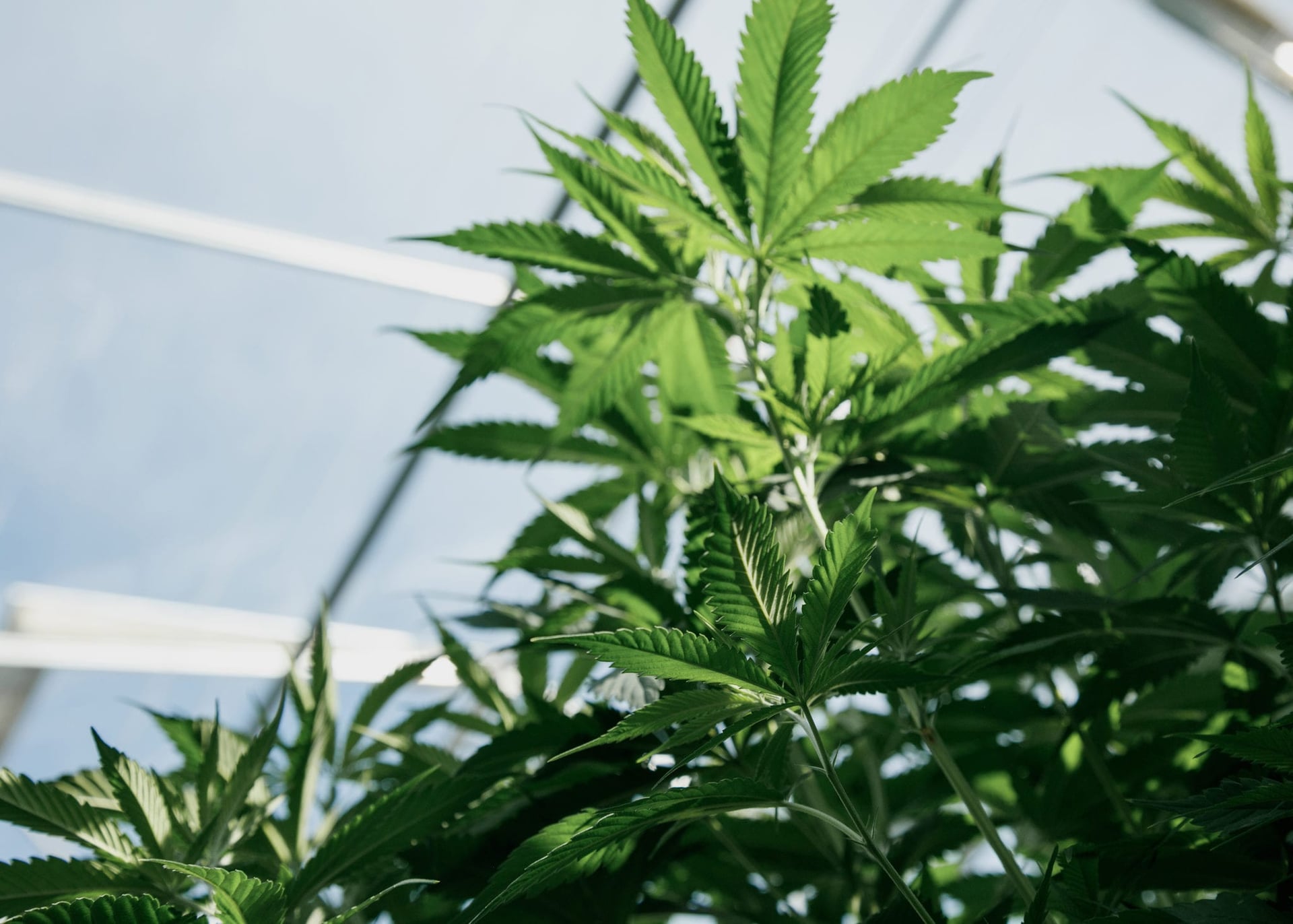 BC's Pure Sunfarms launches seed sales