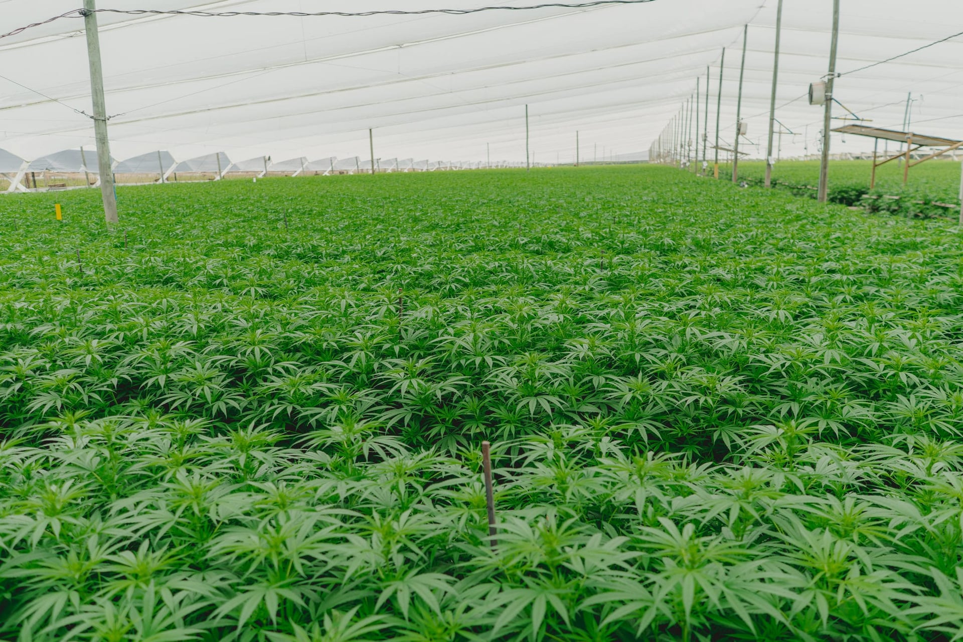 PharmaCielo receives certification to start exporting pot to Israel
