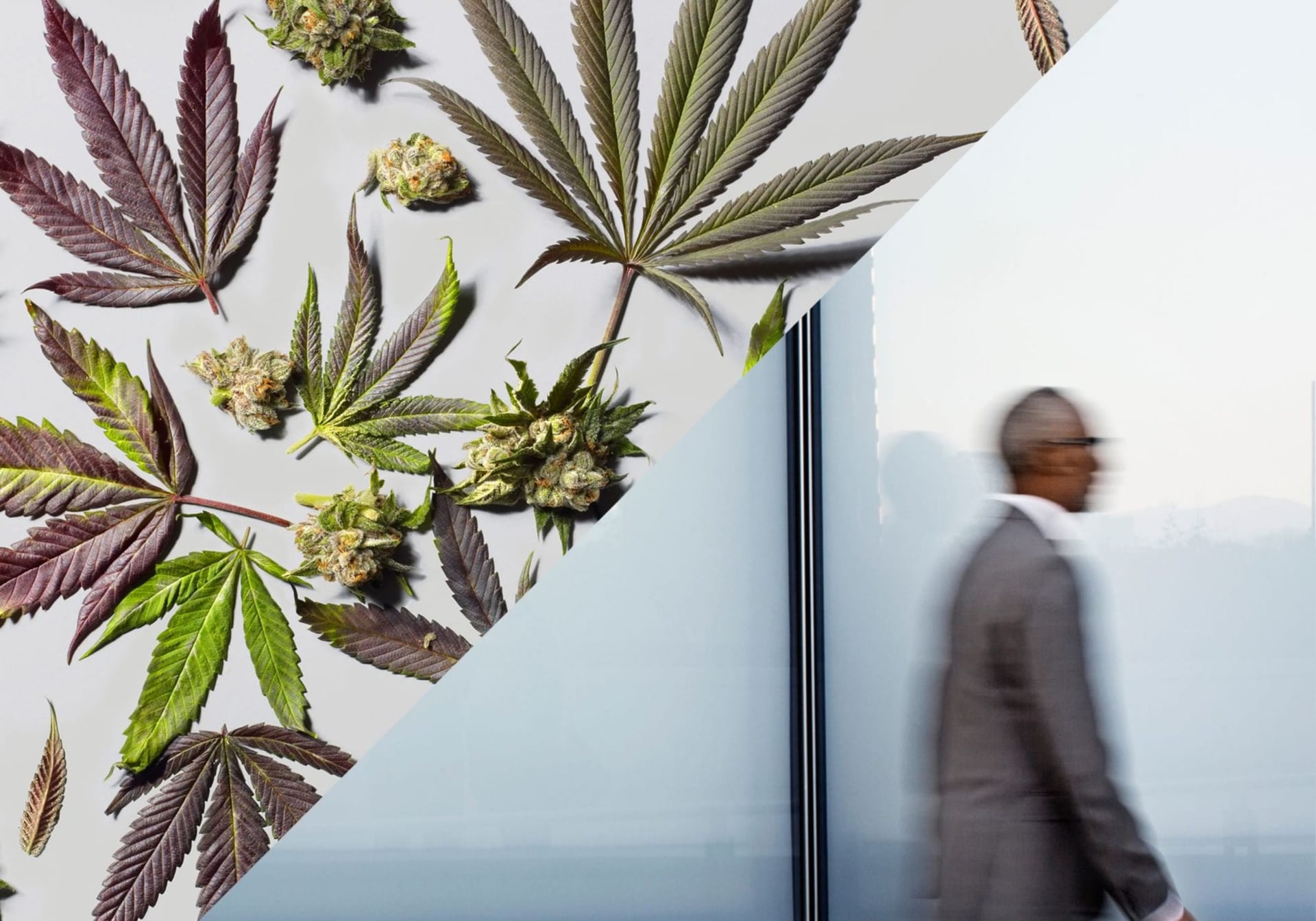 US weed firm iAnthus set to be taken over by debtors