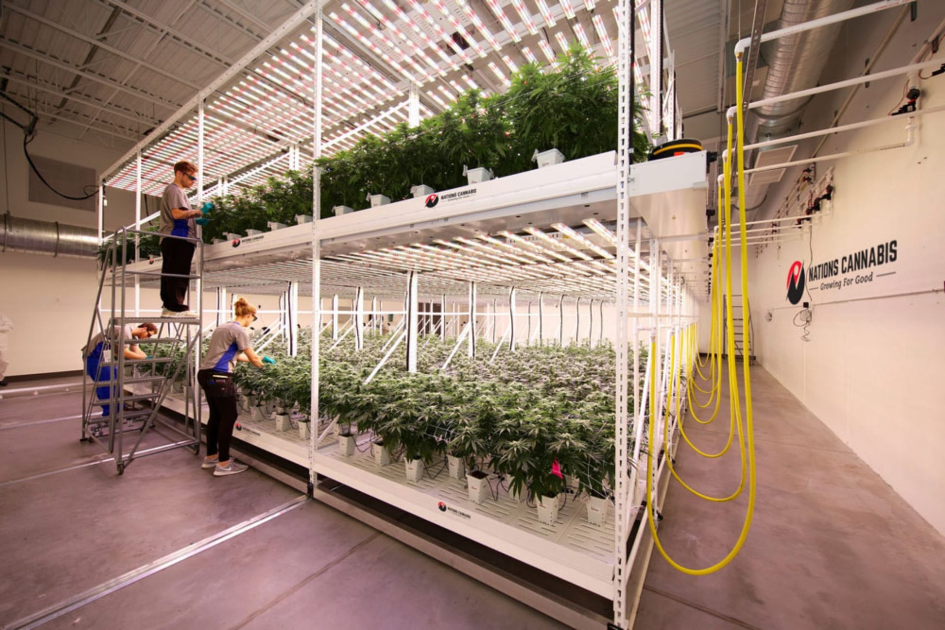 Indigenous producer Nations Cannabis to supply 65 pot shops in BC