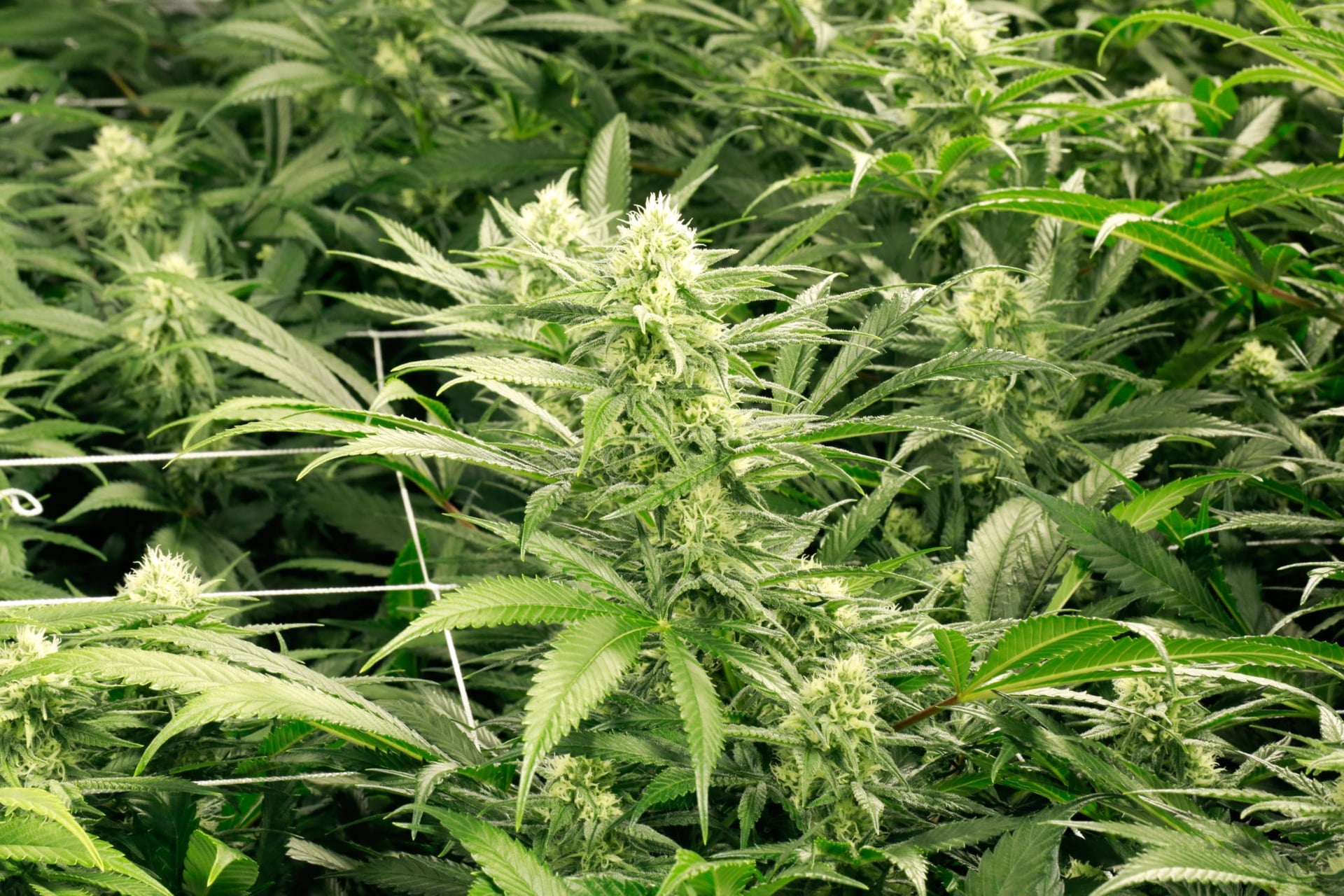 Cronos stock craters on weak Canadian weed sales and US$107M loss