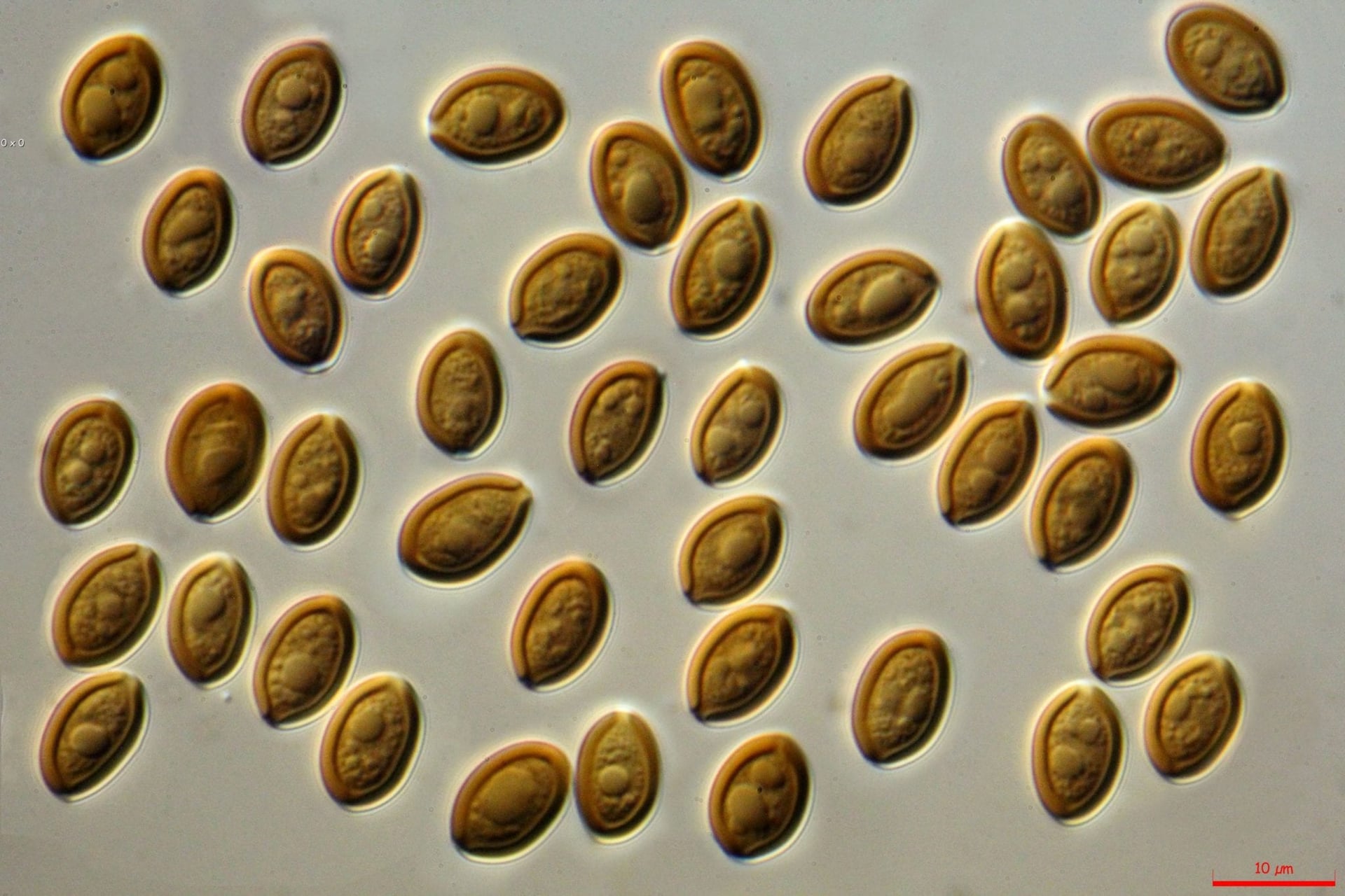 Shroom for science with Johns Hopkins University