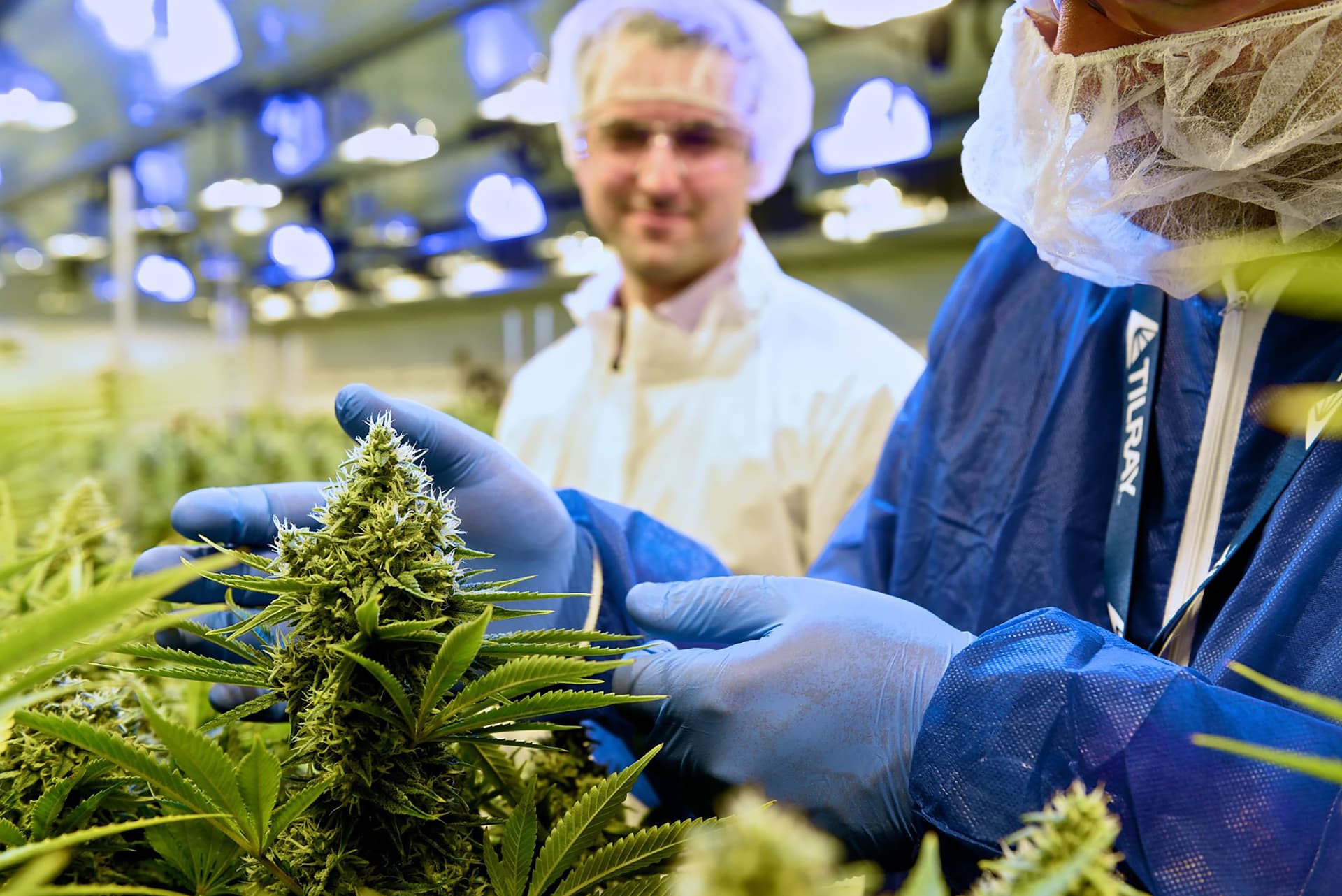 Cannabis earnings week August: Pot stock feats and flops