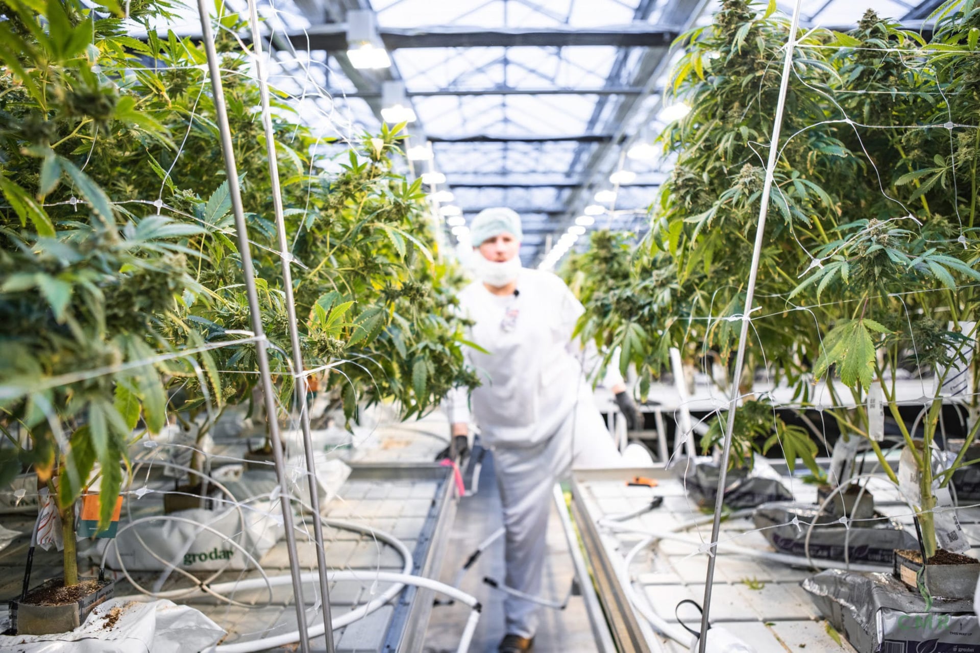 CannTrust gets all cannabis licences reinstated a year after regulatory foul-up