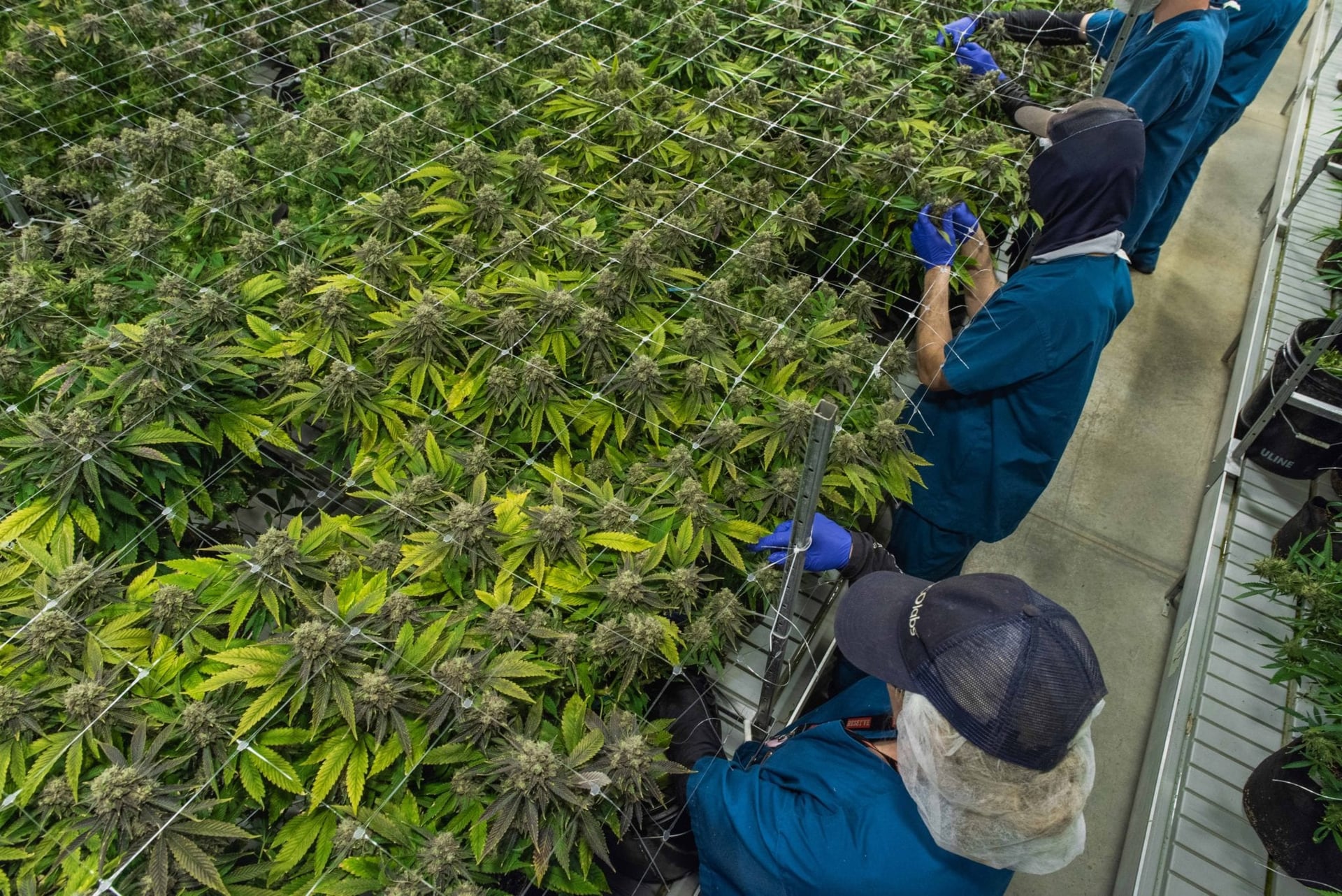 Cresco Labs' Illinois stronghold pushes revenues up 42%