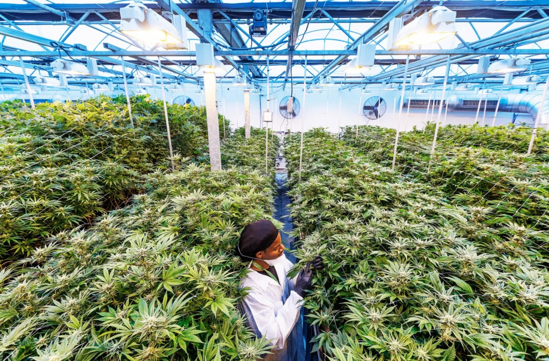 Curaleaf reports strong revenue growth despite pandemic setbacks