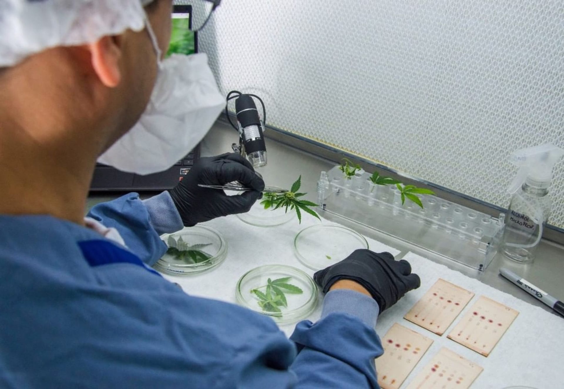 New study shows cannabis oil slows coronavirus replication, Ikänik Farms says