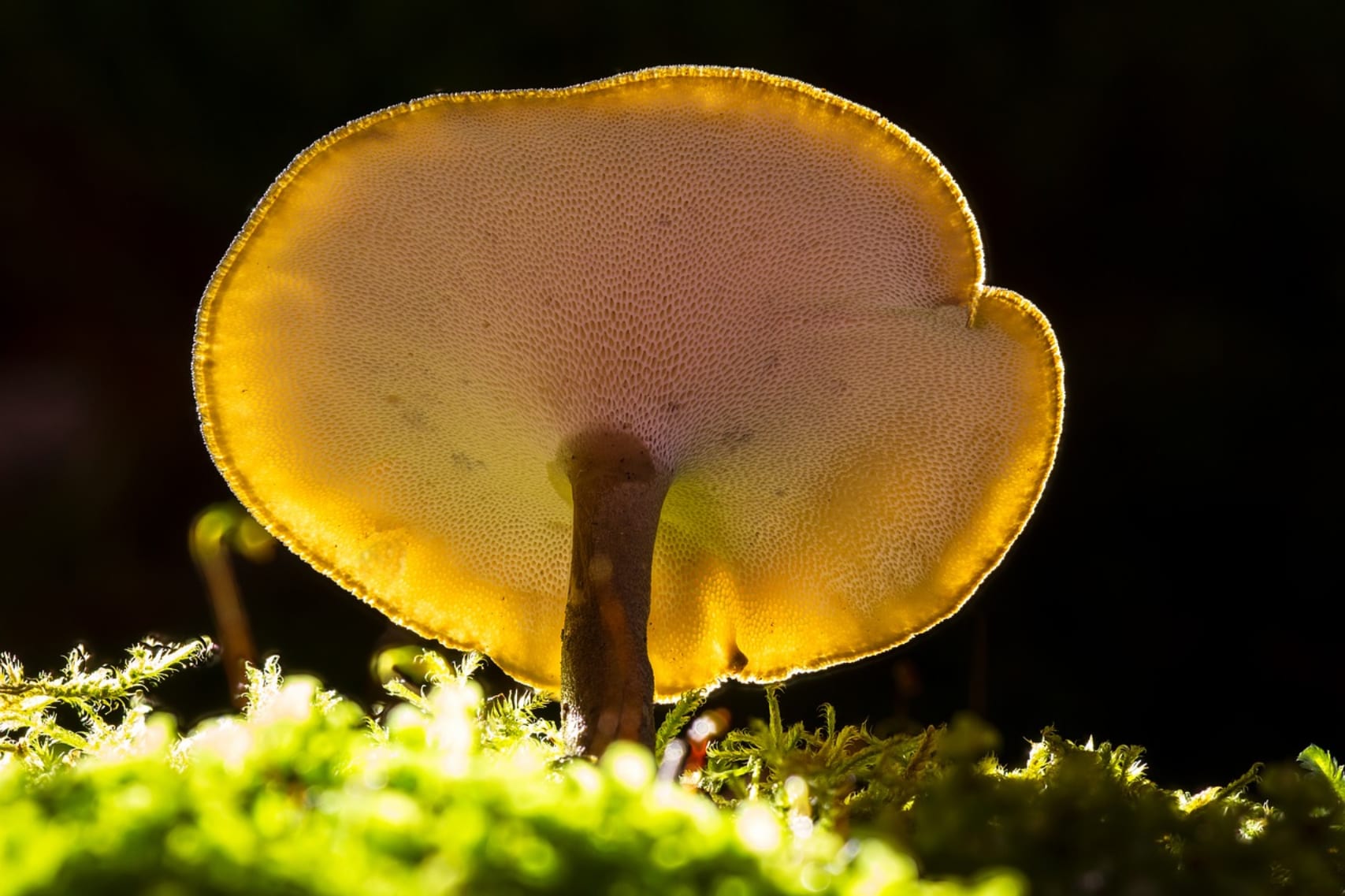 Mydecine gets first CGMP status to produce, sell and export medical psilocybin