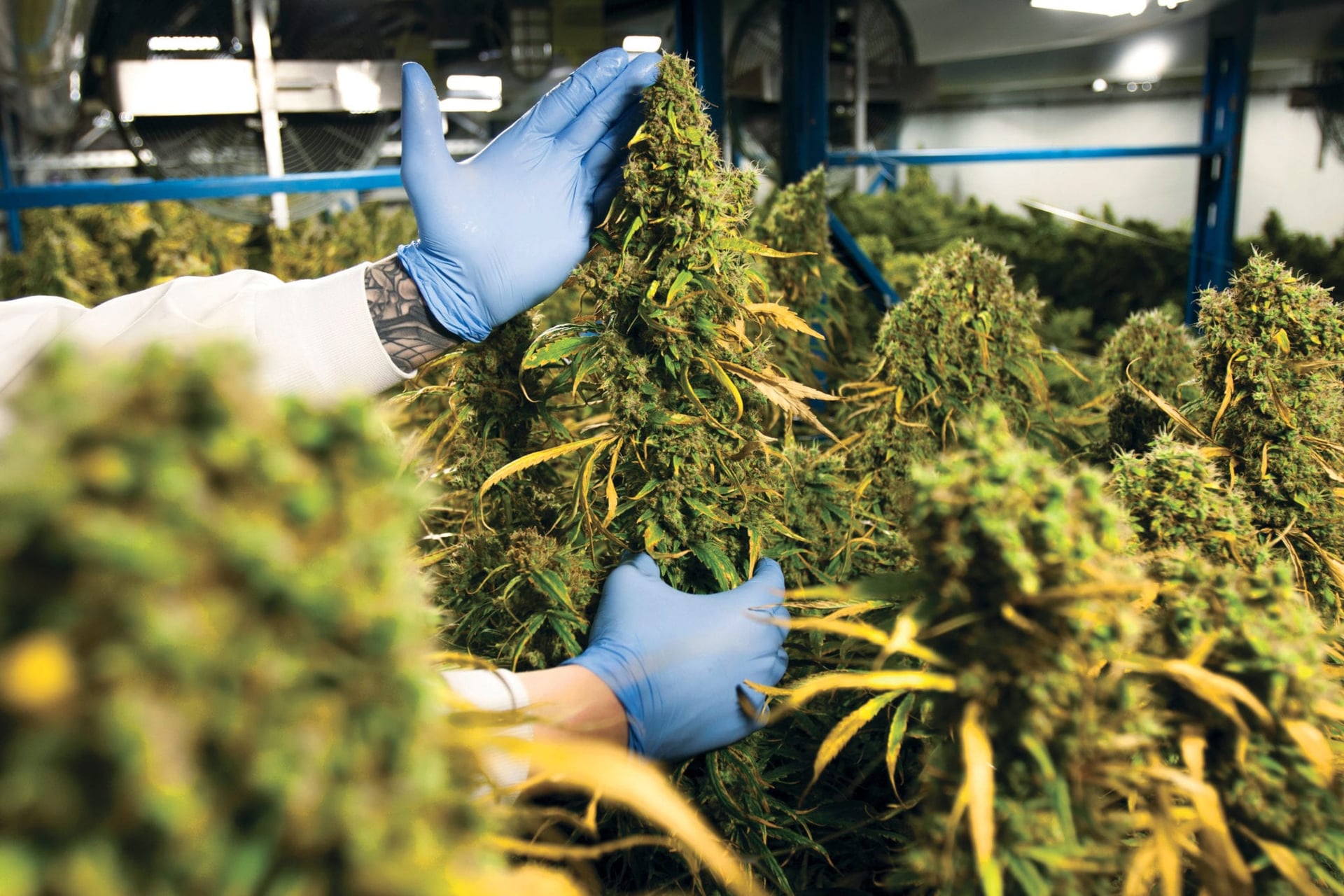 Earnings week August: Pot stock feats and flops