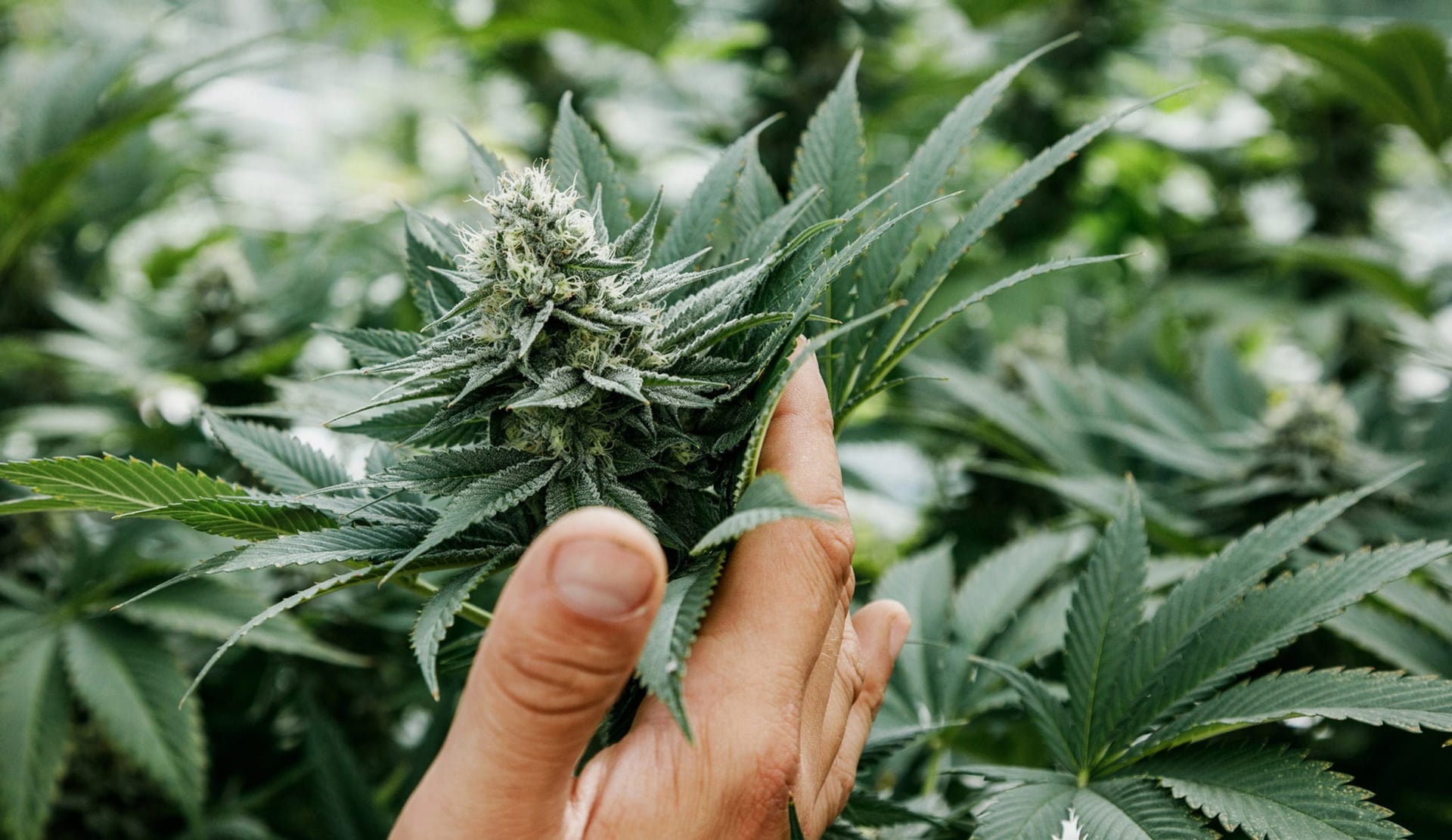 Is Village Farms poised to be an industry leader?