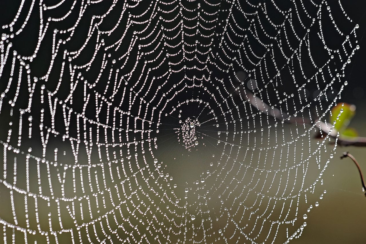 Charlotte's Web continues B2B decrease dulled by e-commerce gains