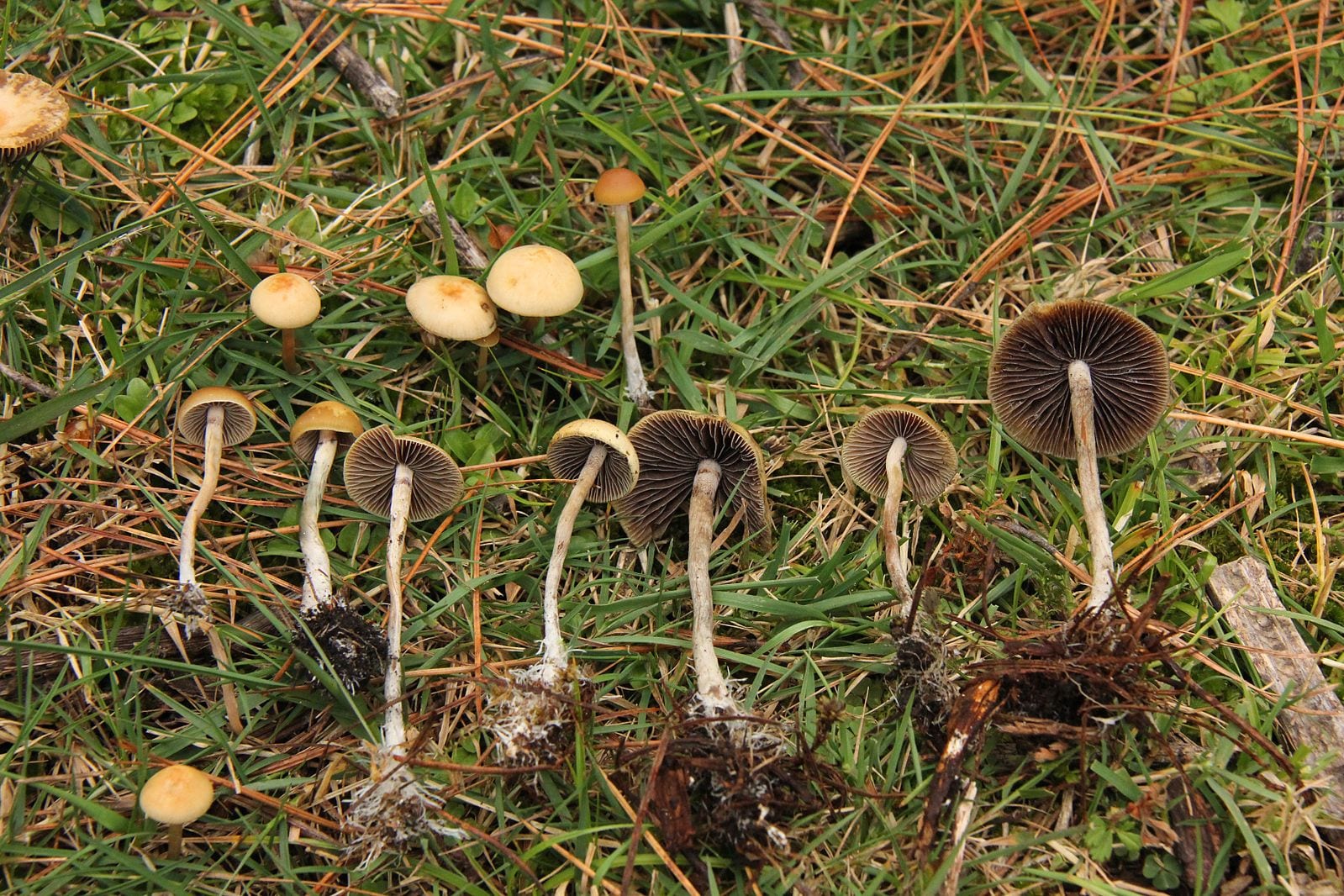 Could low doses of psychedelics help treat schizophrenia?