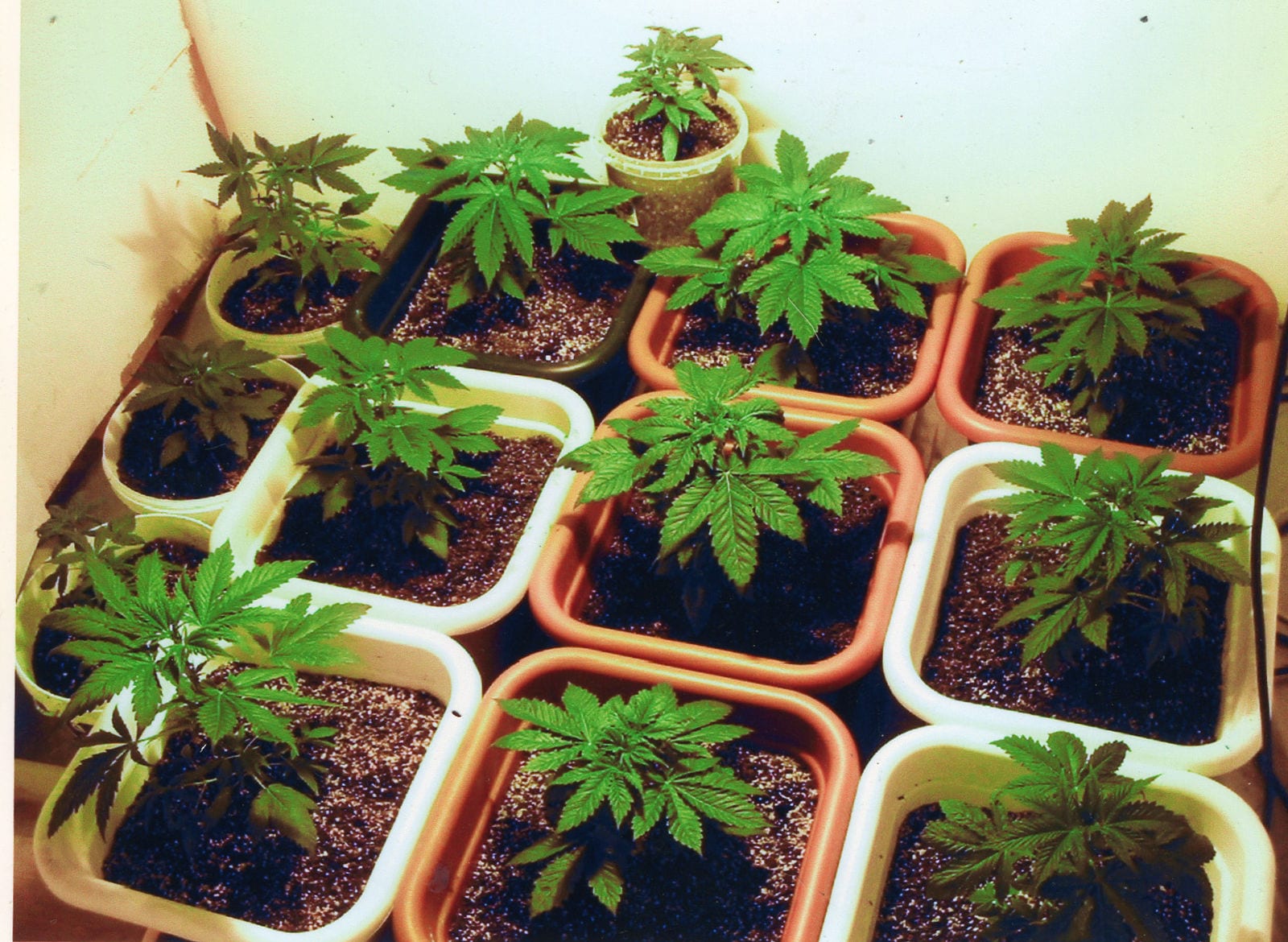 Fighting for the right to grow cannabis in your own backyard