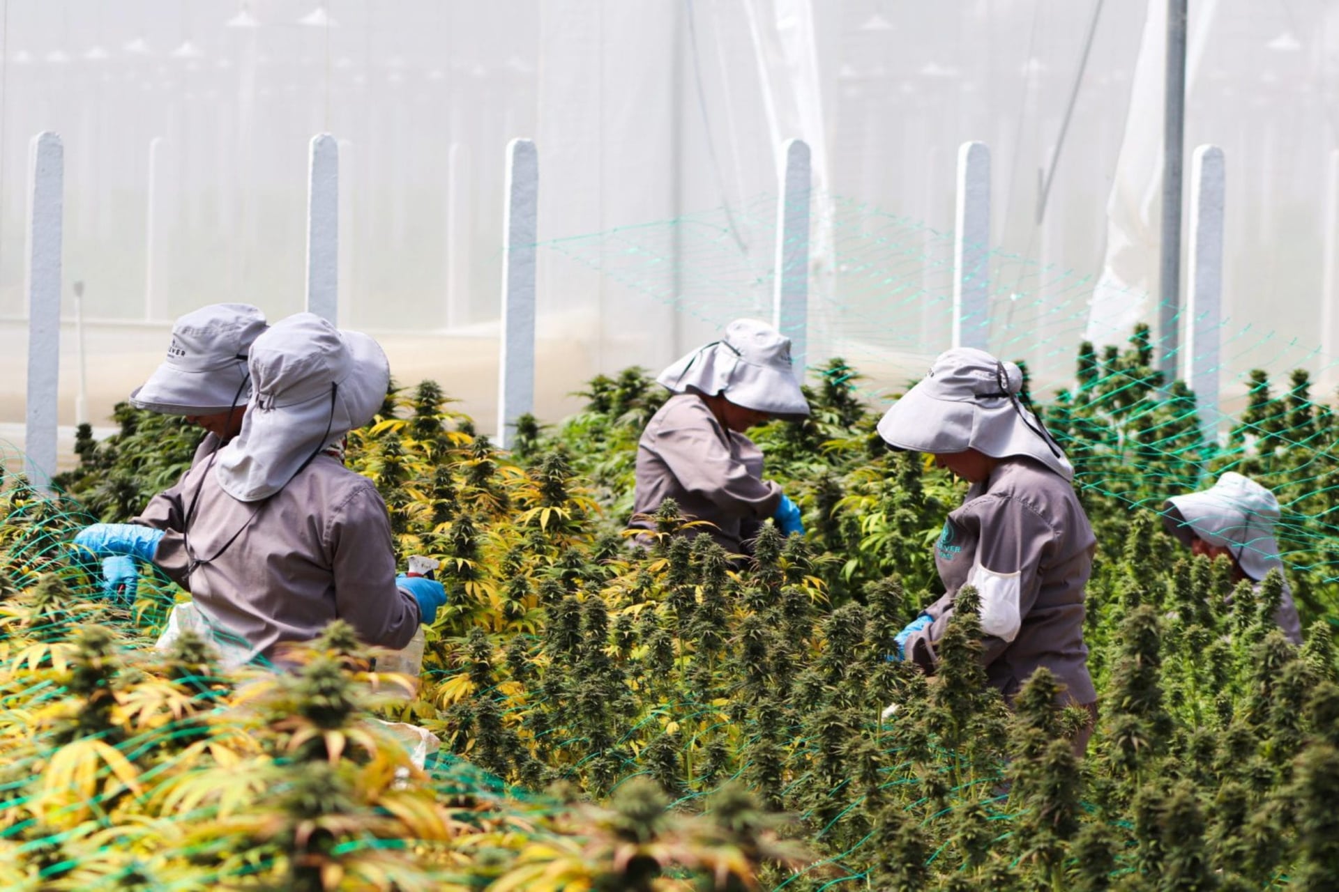 Clever Leaves set to sell its products in Peru via partnership with Anden Naturals